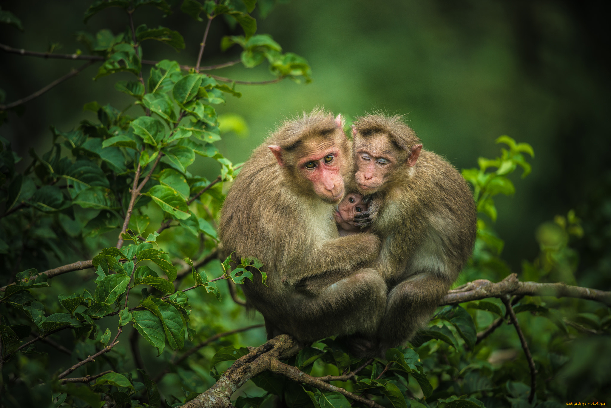 животные, обезьяны, ветки, детёныш, троица, мартышки, семейка
