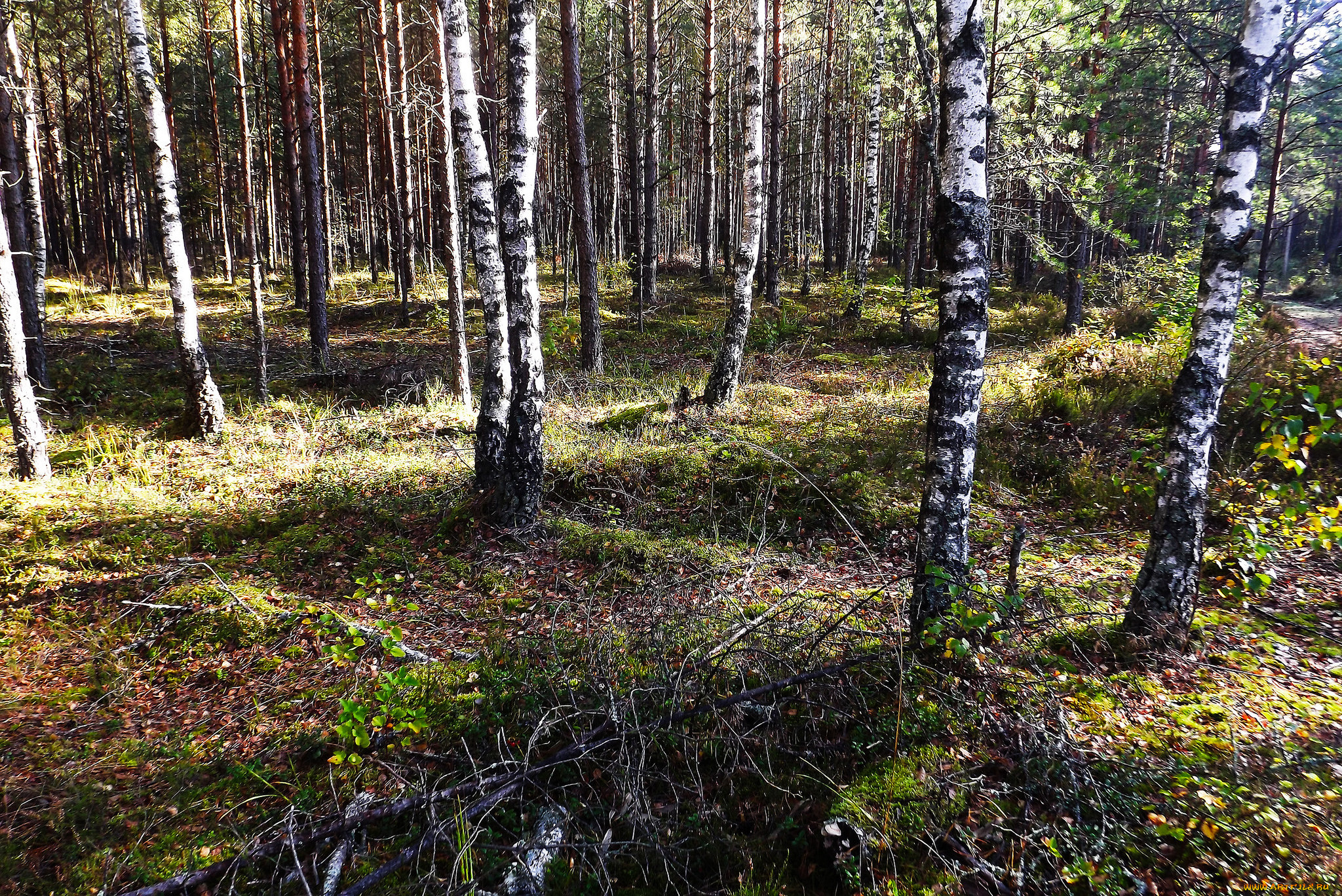 природа, лес, деревья