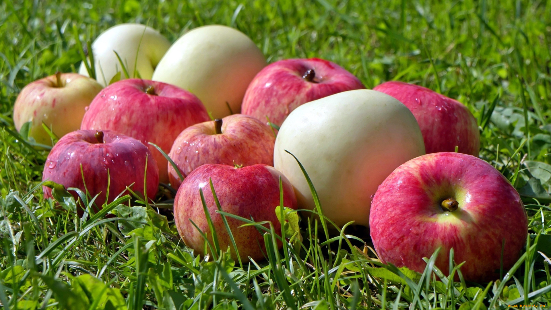 еда, Яблоки, капли, яблоки, трава