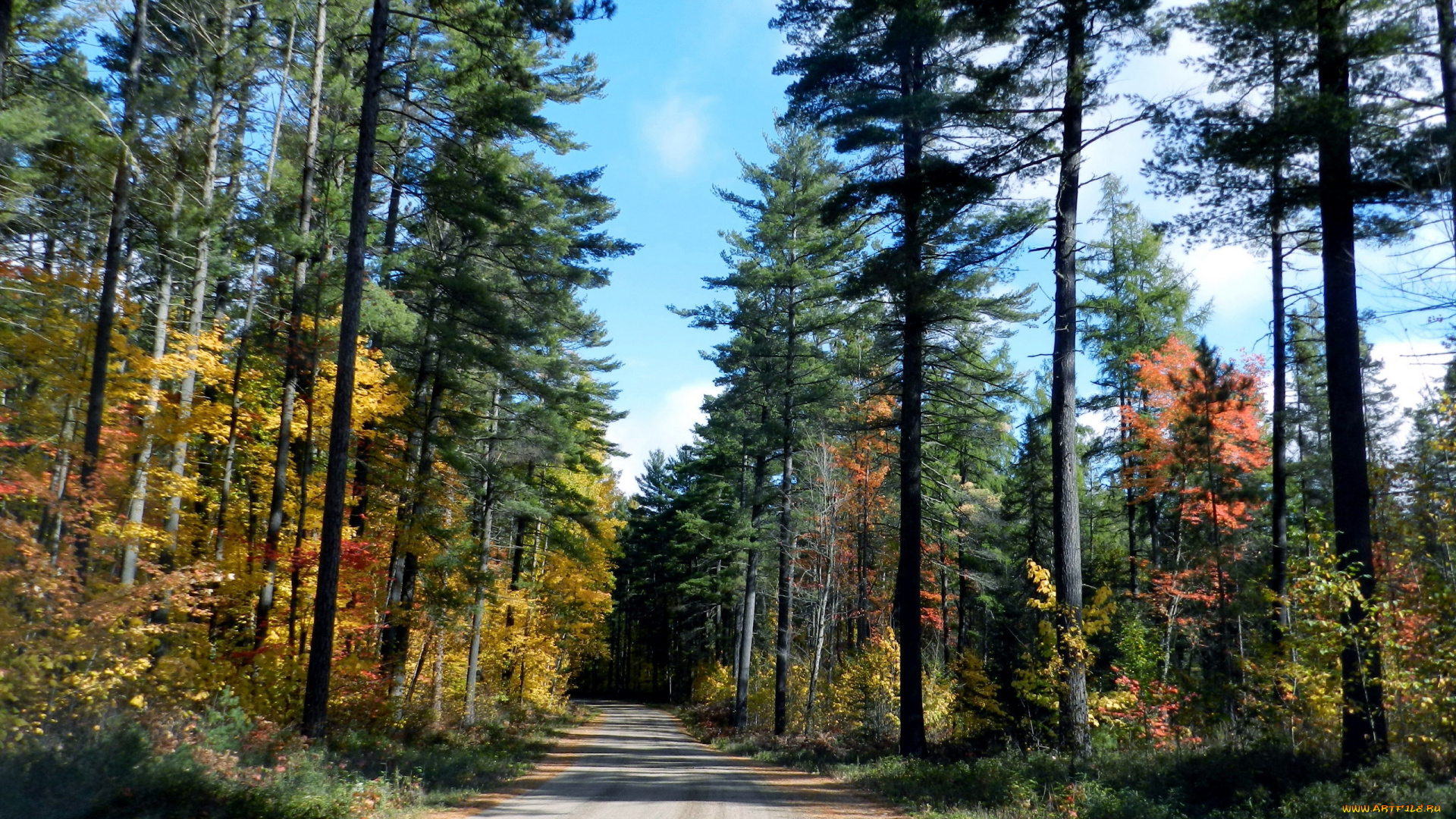 природа, дороги, деревья, дорога, проселочная, лес