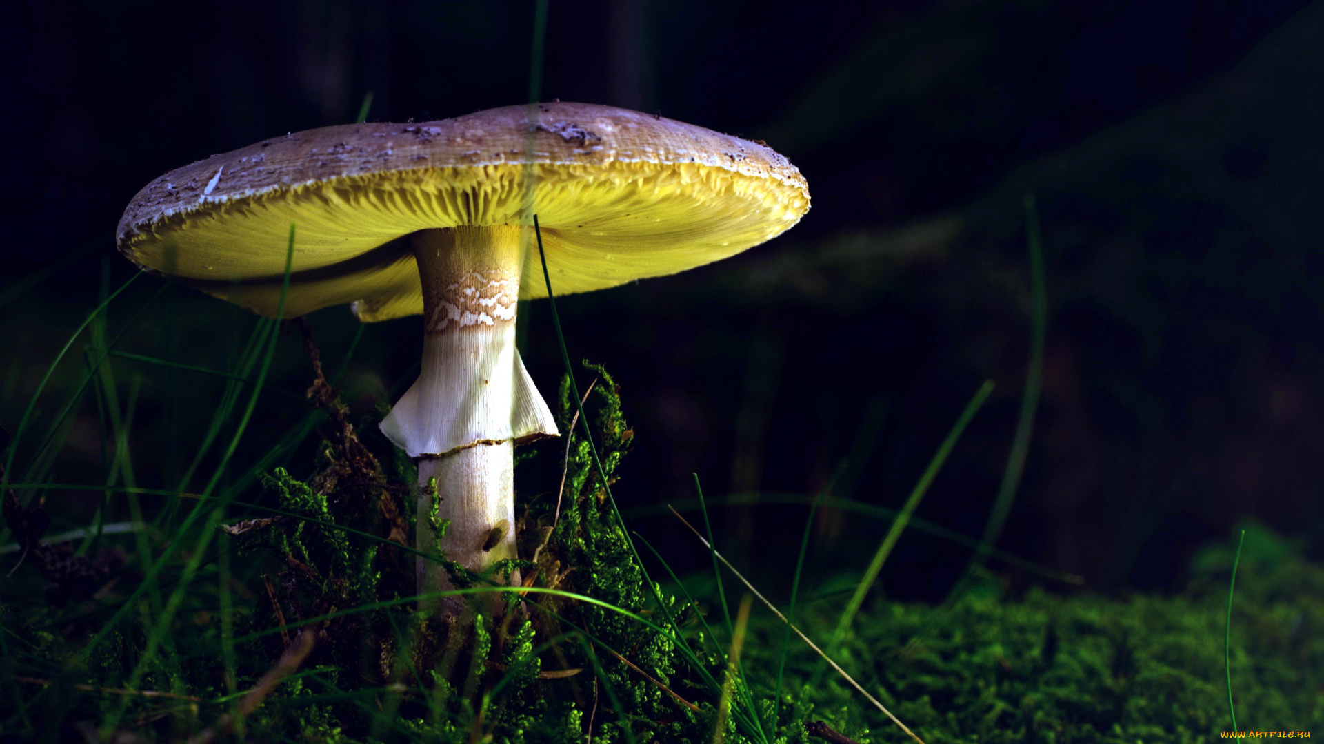 природа, грибы, поганка