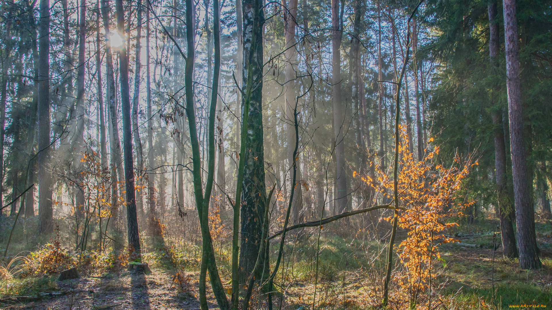 природа, лес, деревья