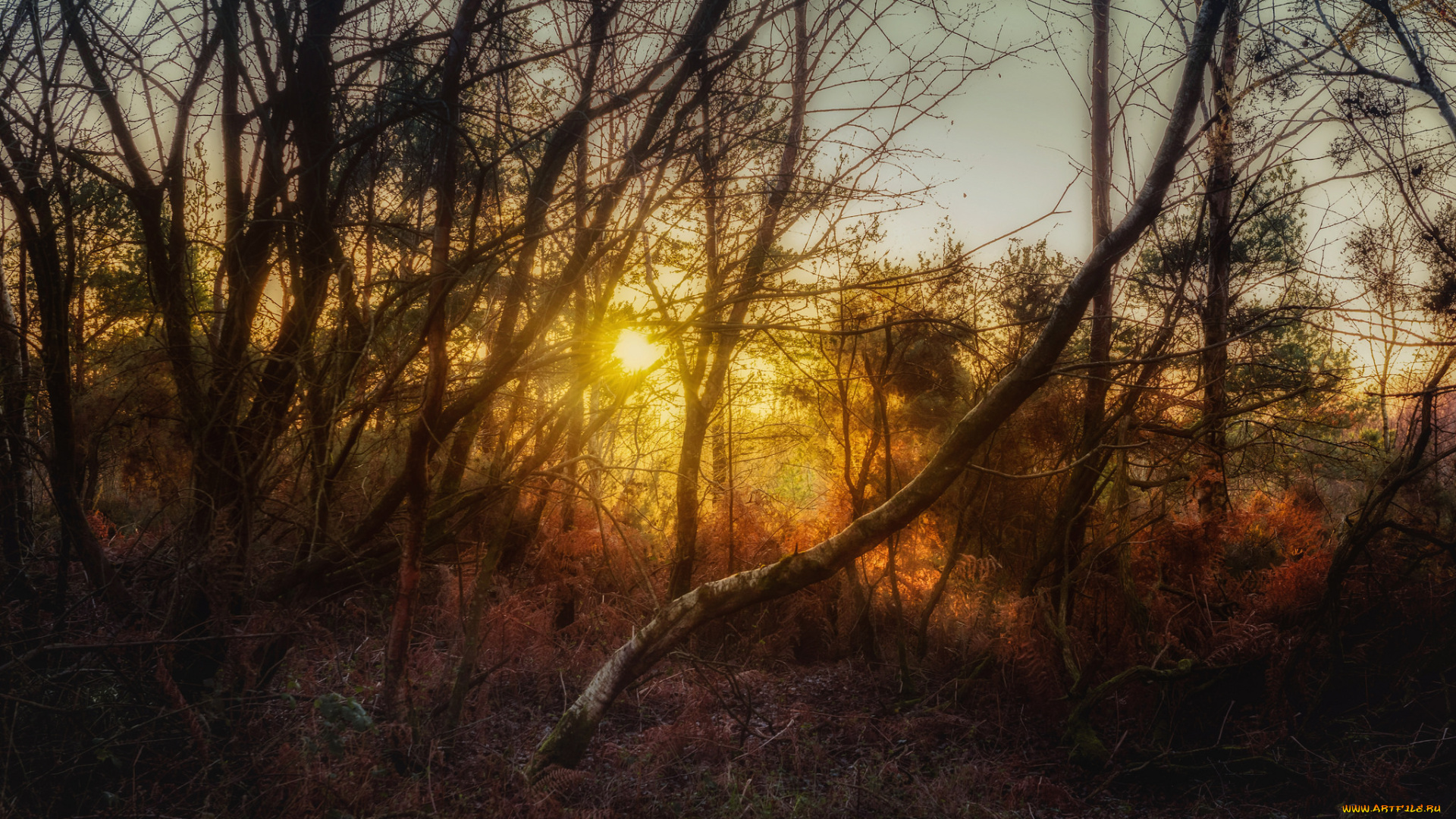 природа, лес, деревья