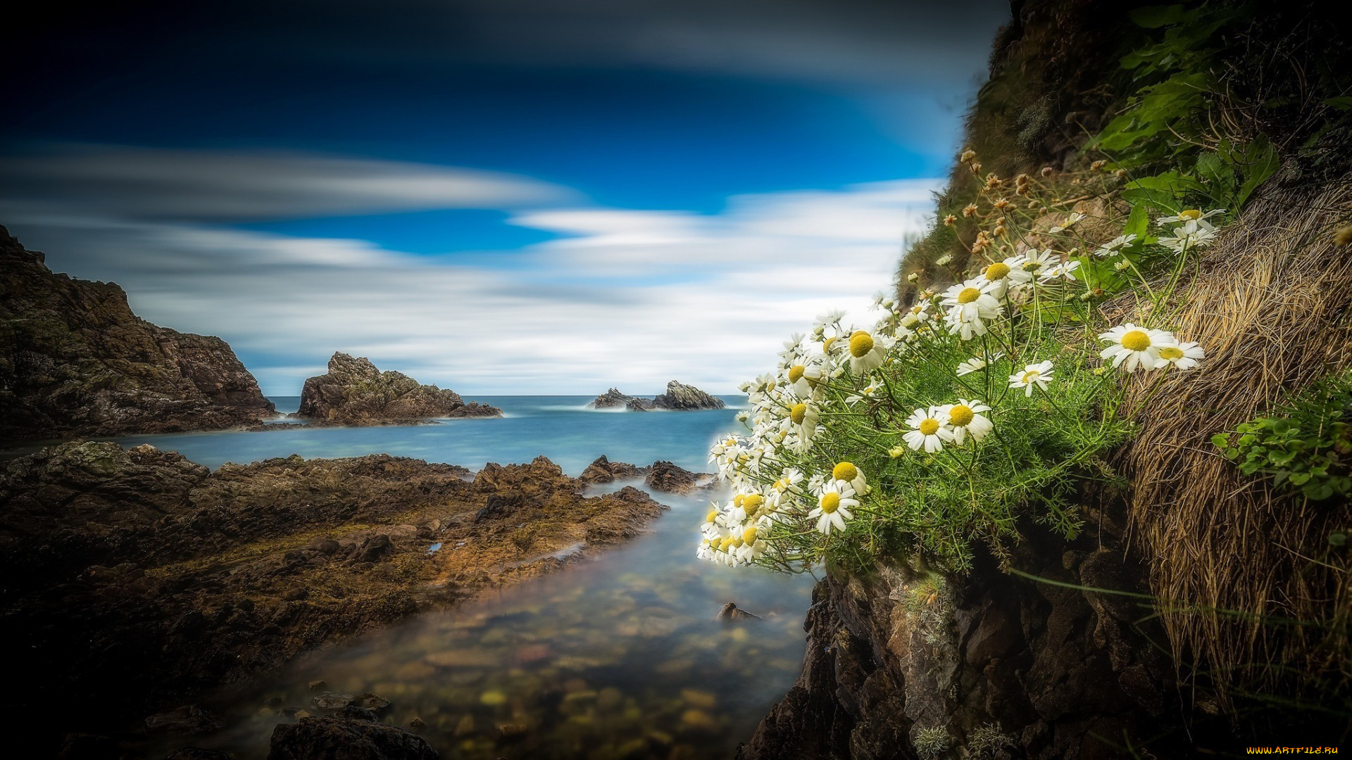 природа, побережье, ромашки, скалы
