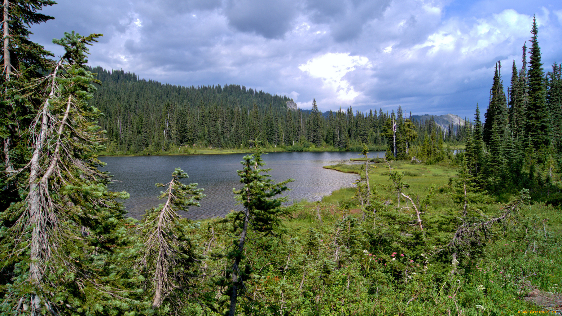 природа, реки, озера, река, лес