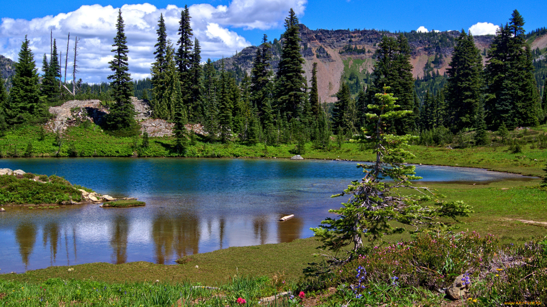 природа, реки, озера, река, лес