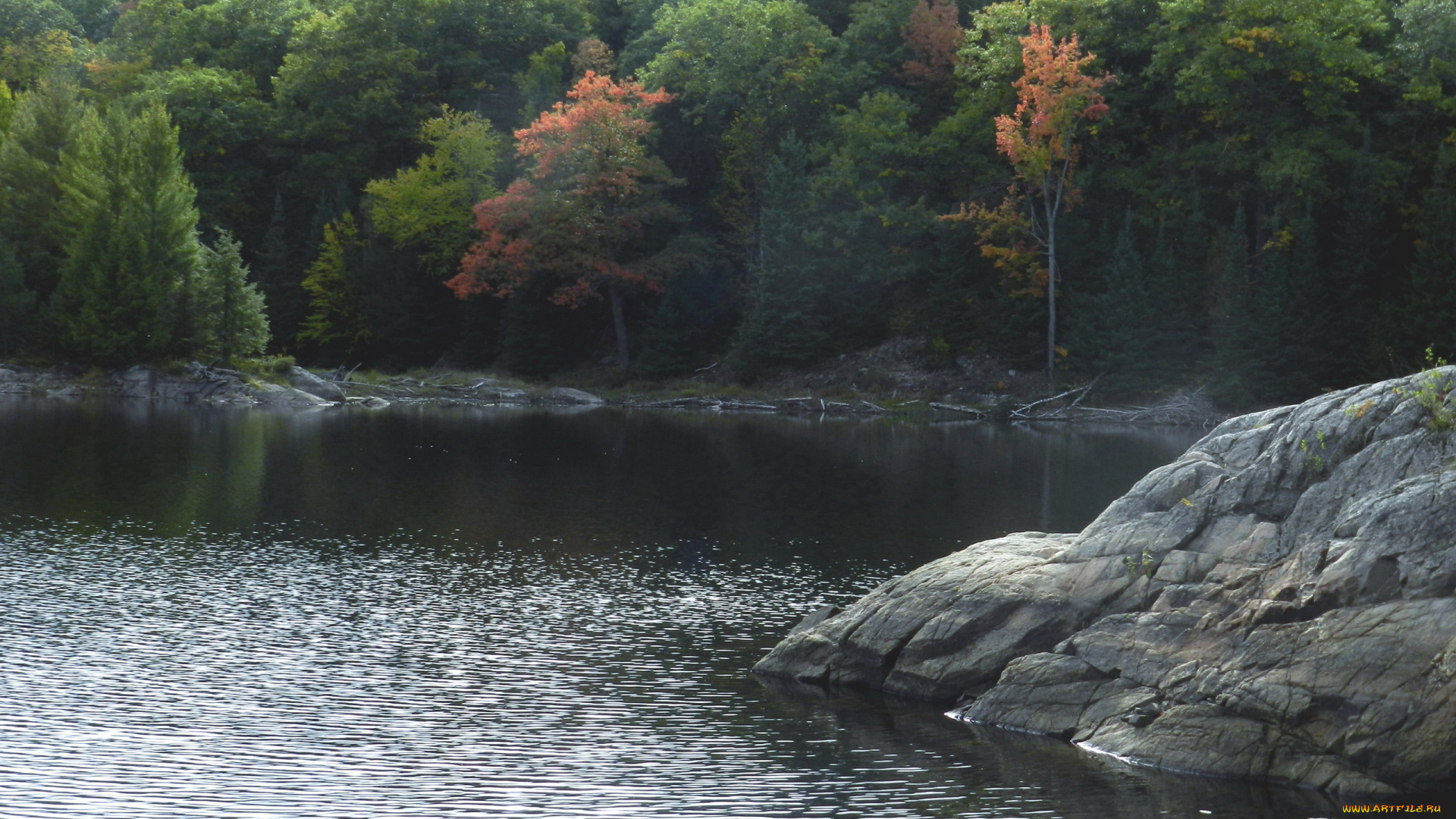 природа, реки, озера, река, вода, камень, деревья