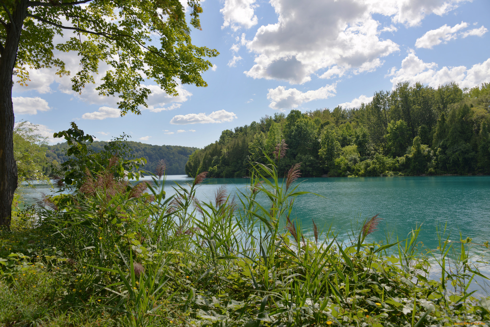 природа, реки, озера, лес, река