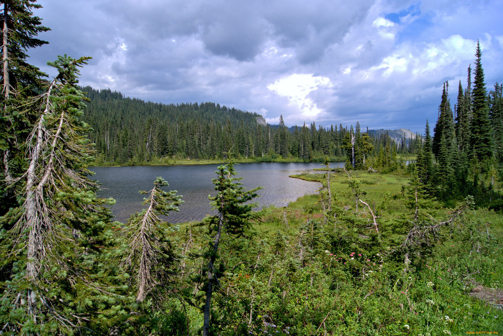 природа, реки, озера, река, лес