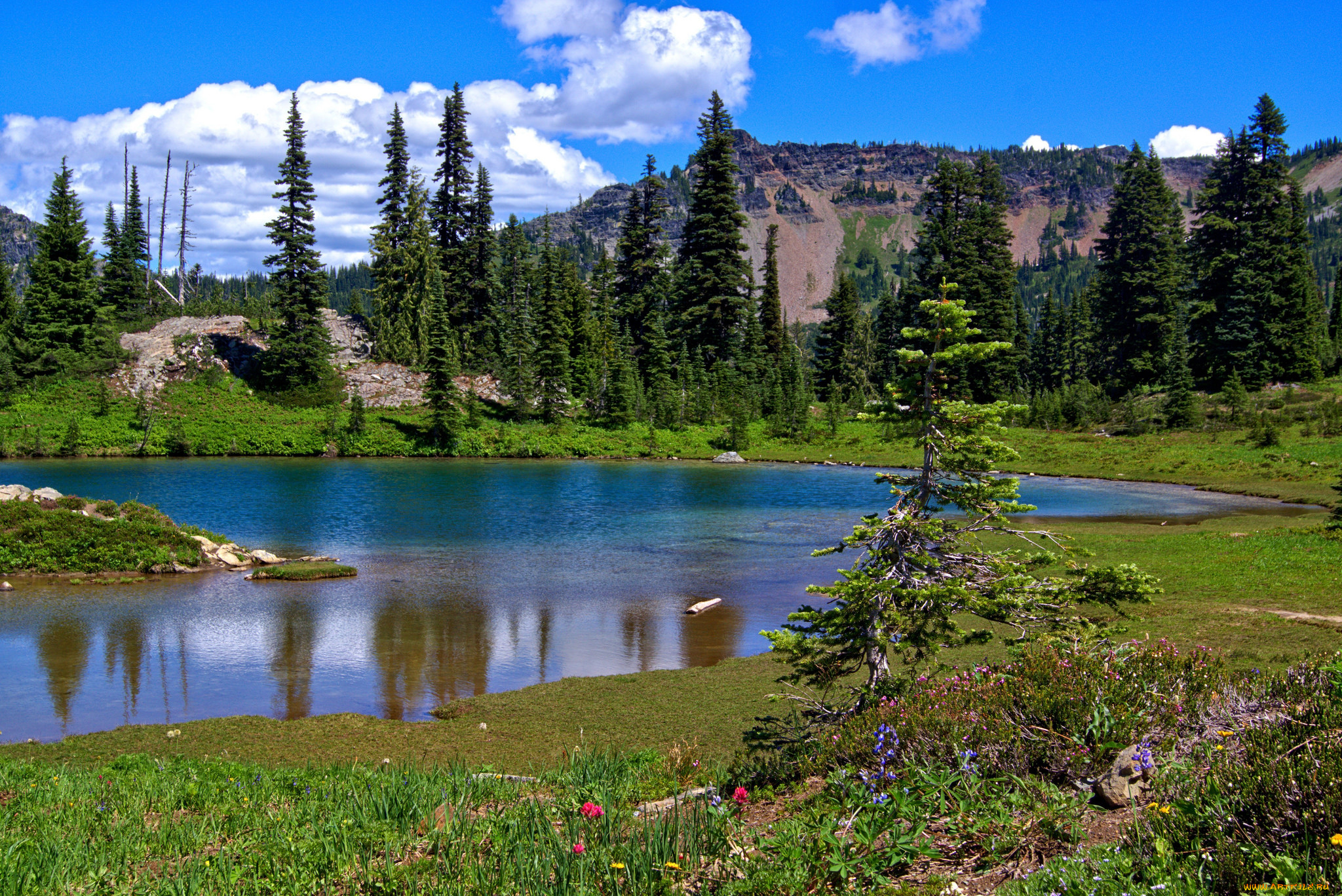 природа, реки, озера, река, лес