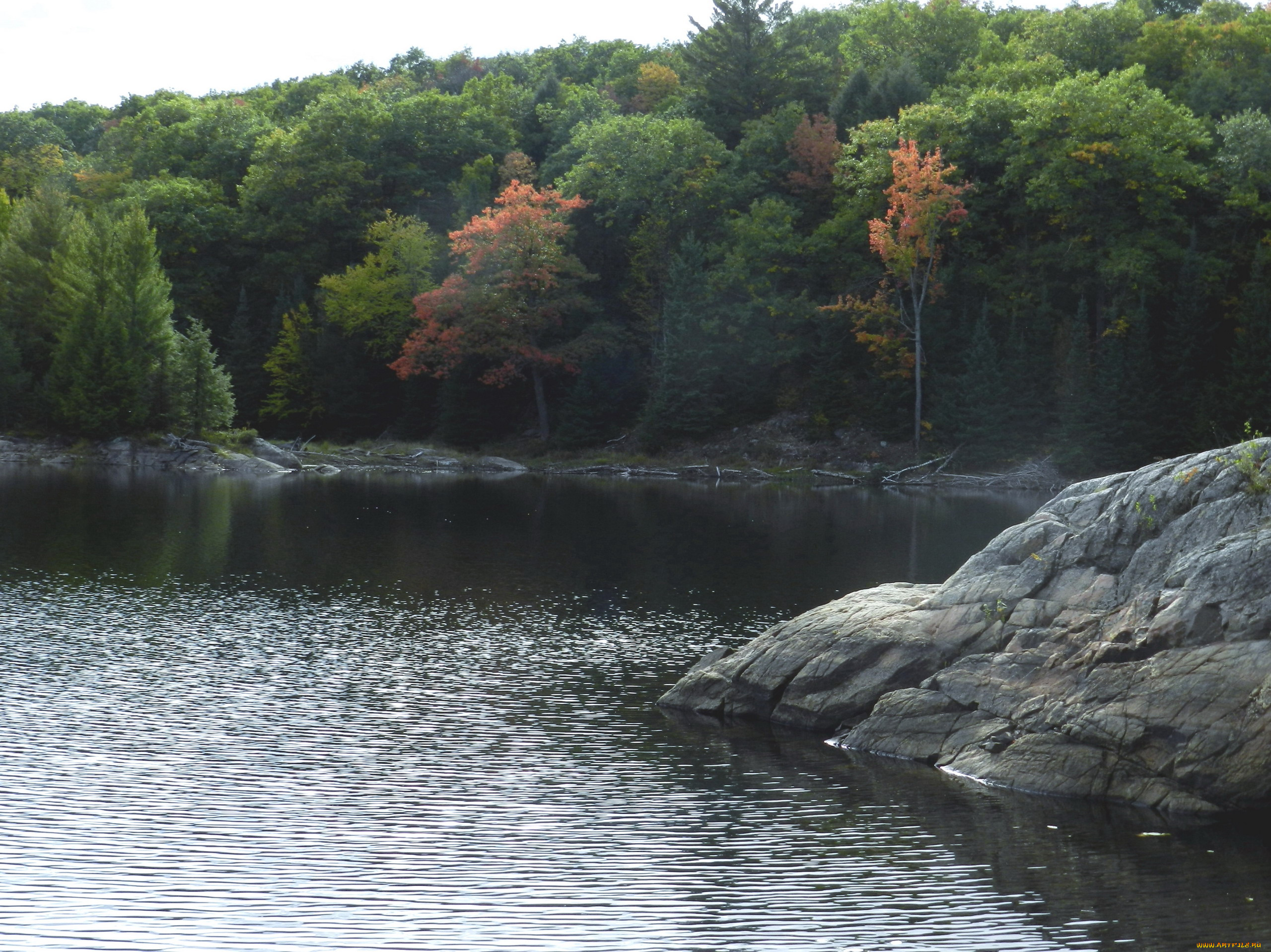 природа, реки, озера, река, вода, камень, деревья