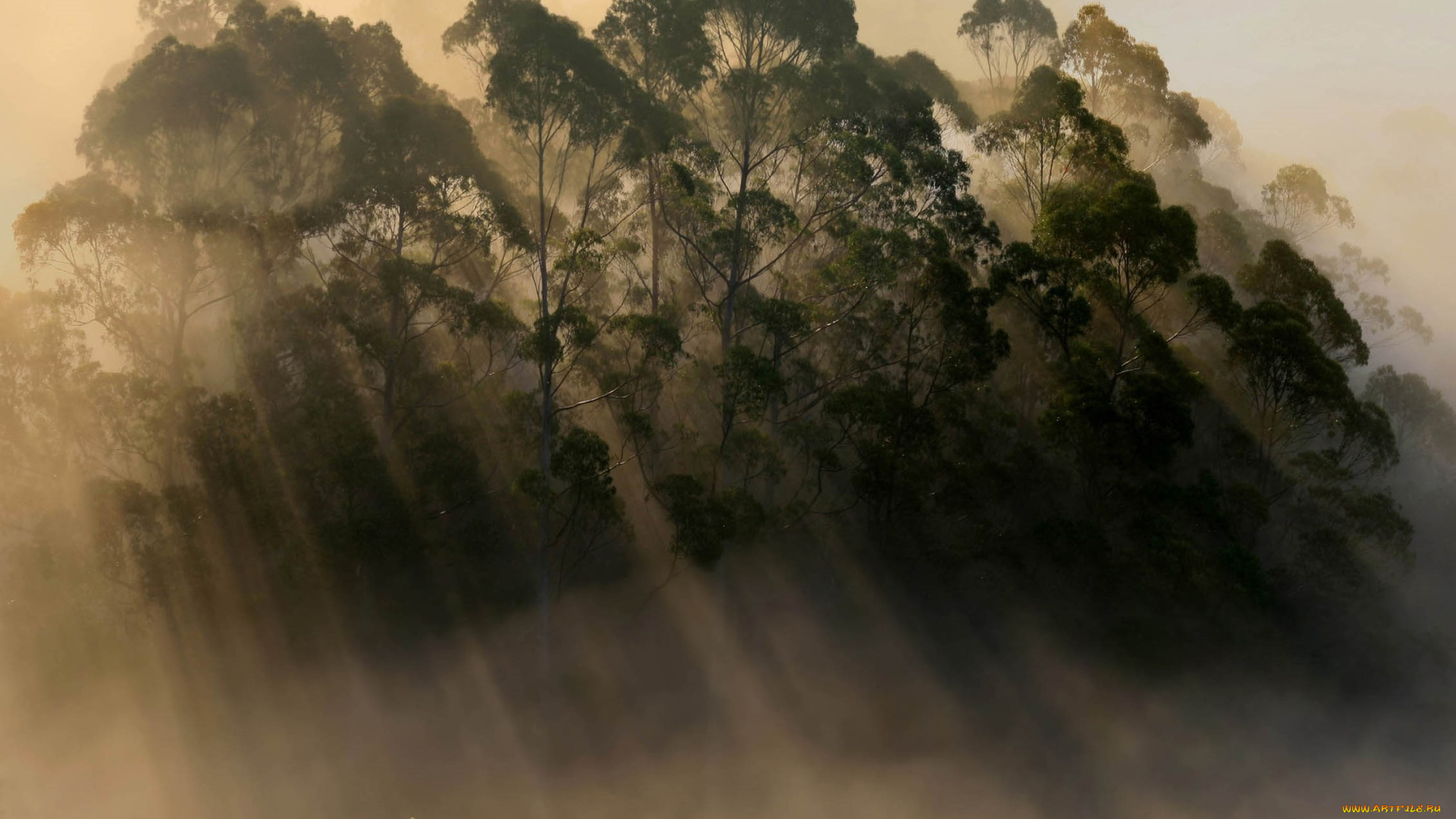 природа, деревья, утро, туман, лучи