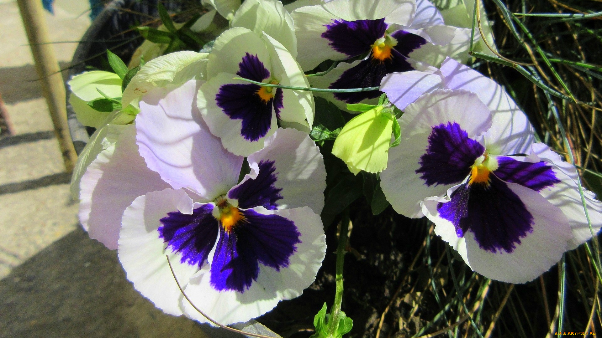 цветы, анютины, глазки, , садовые, фиалки, весна, 2018, апрель