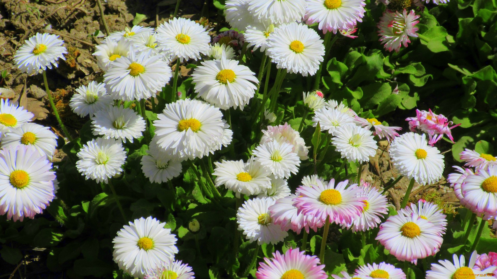 цветы, маргаритки, весна, 2018, апрель