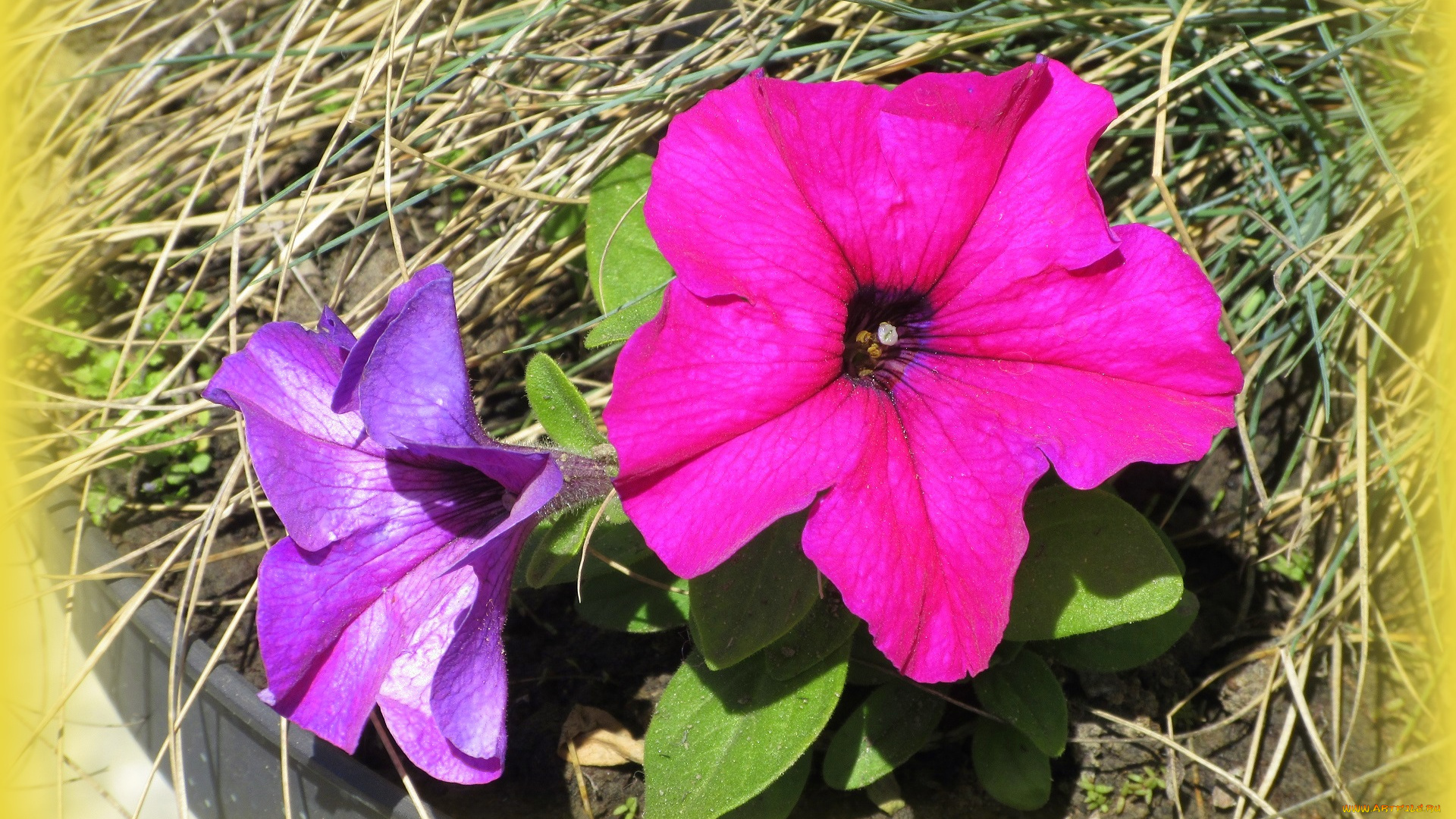 цветы, петунии, , калибрахоа, весна, 2018, апрель
