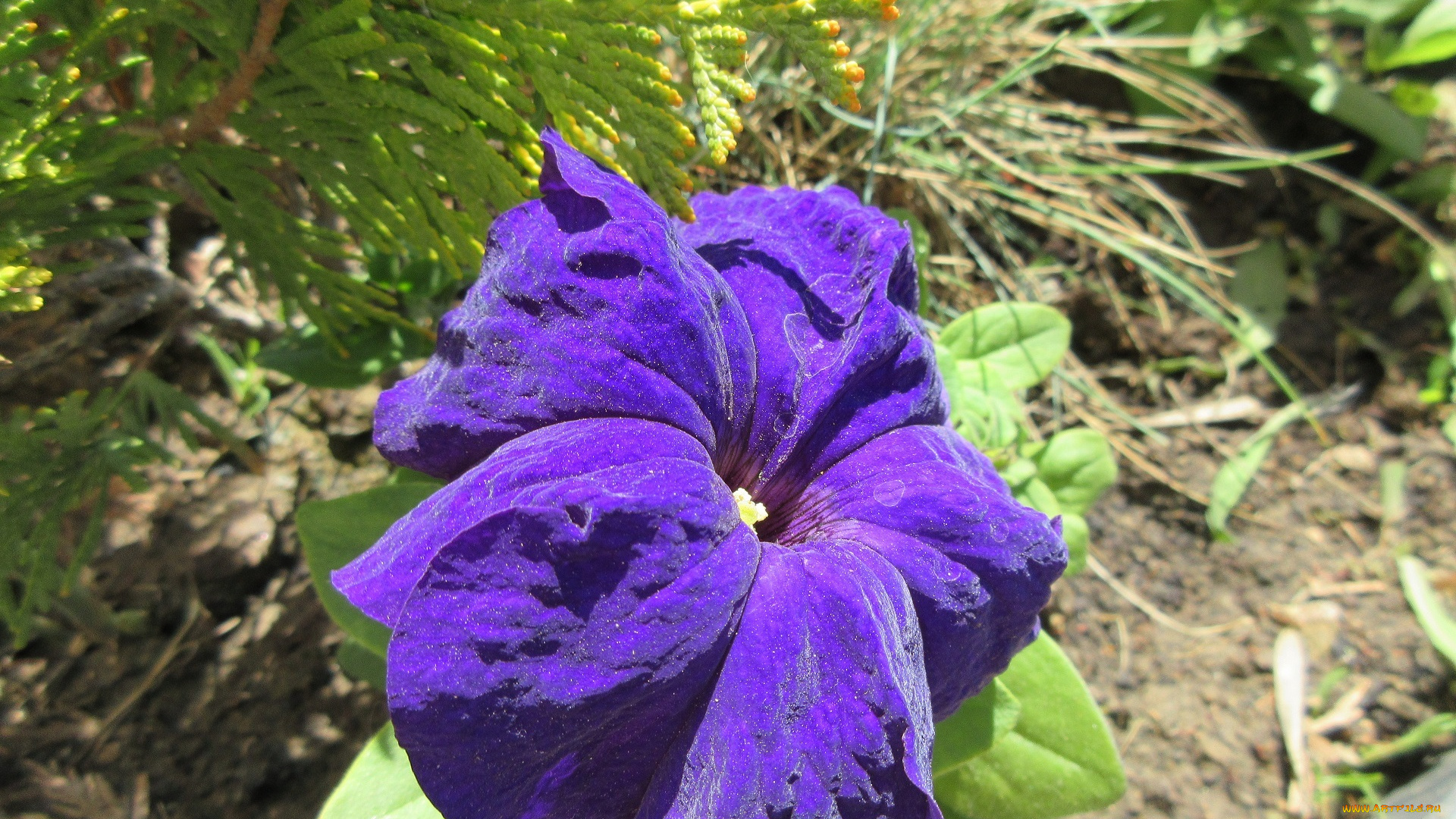 цветы, петунии, , калибрахоа, весна, 2018, апрель