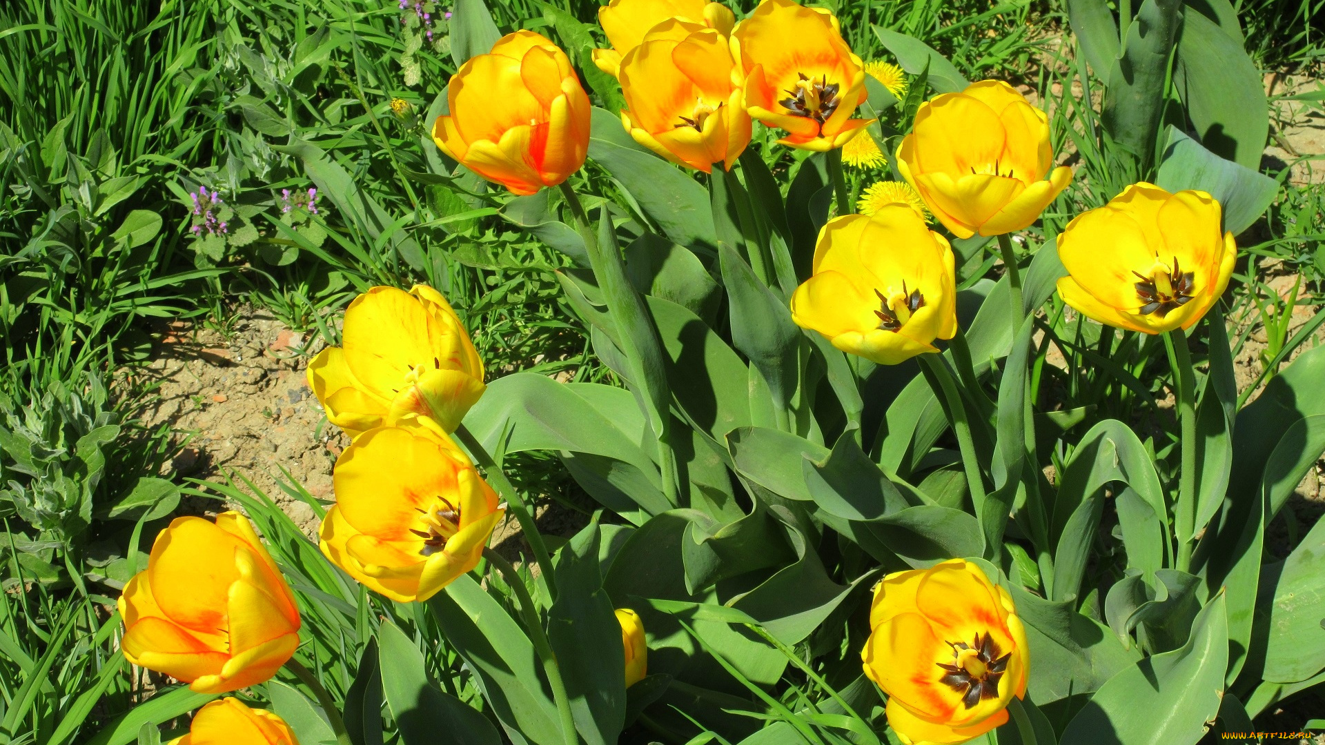 цветы, тюльпаны, весна, 2018, апрель