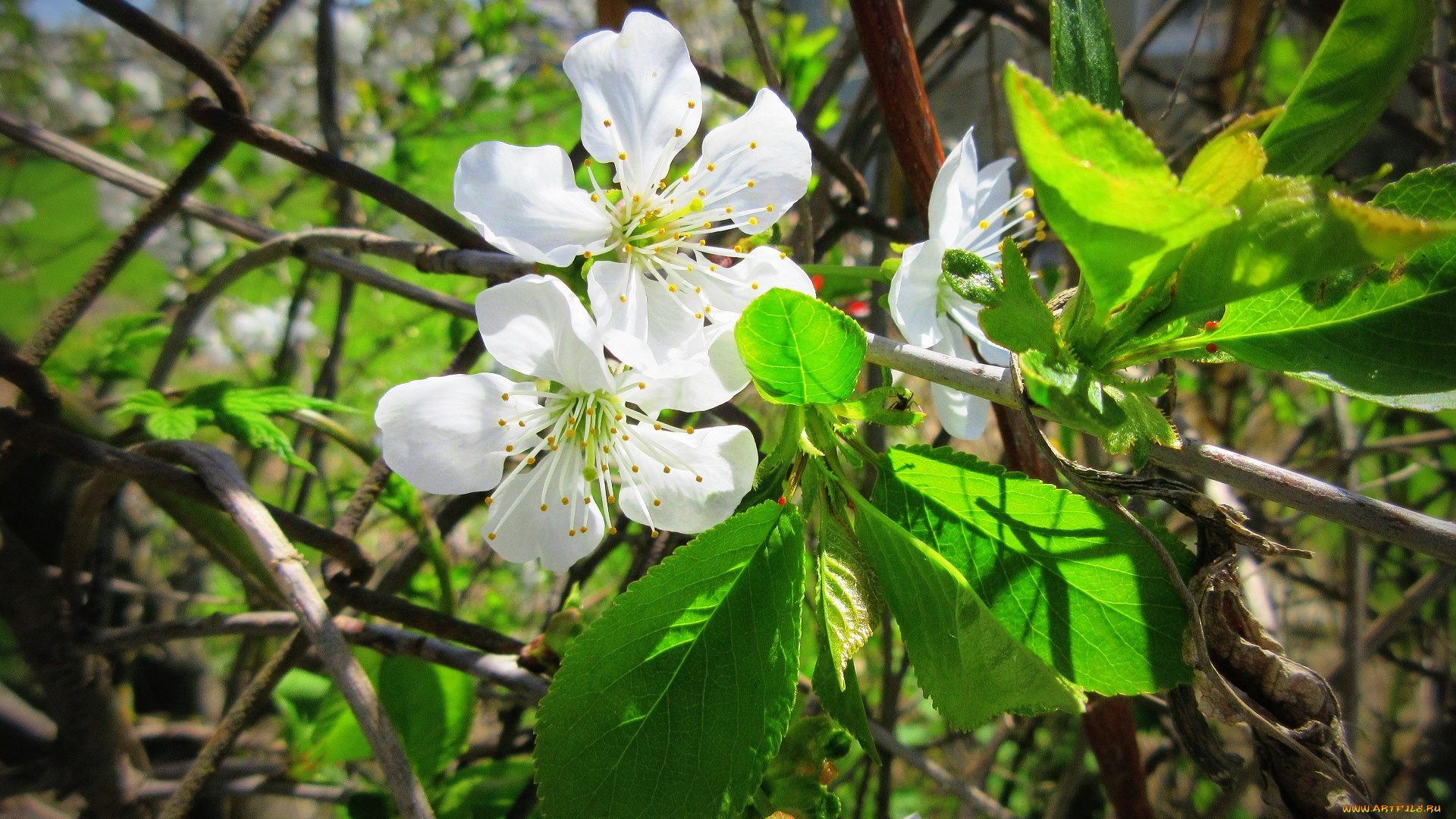 цветы, тюльпаны, весна, 2018, апрель