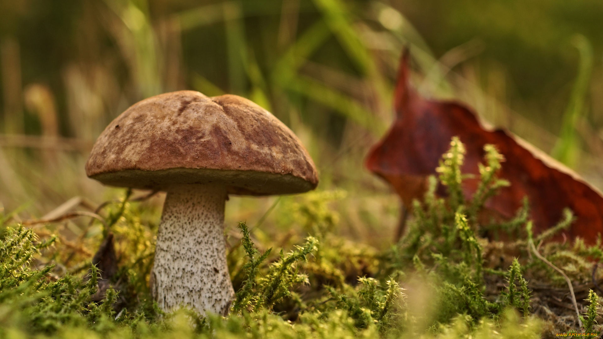 природа, грибы, подосиновик