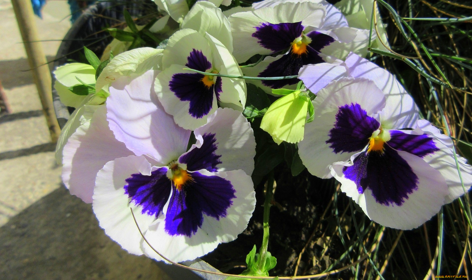 цветы, анютины, глазки, , садовые, фиалки, весна, 2018, апрель