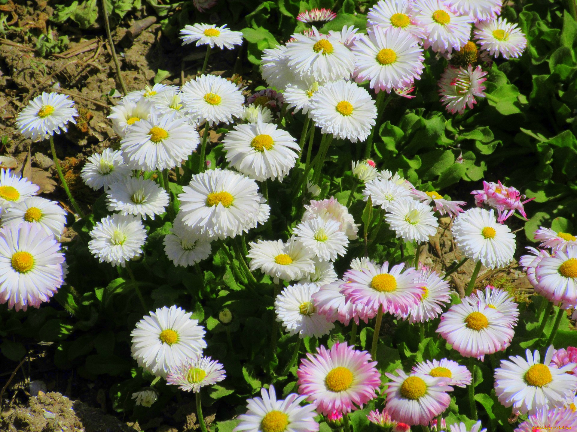 цветы, маргаритки, весна, 2018, апрель