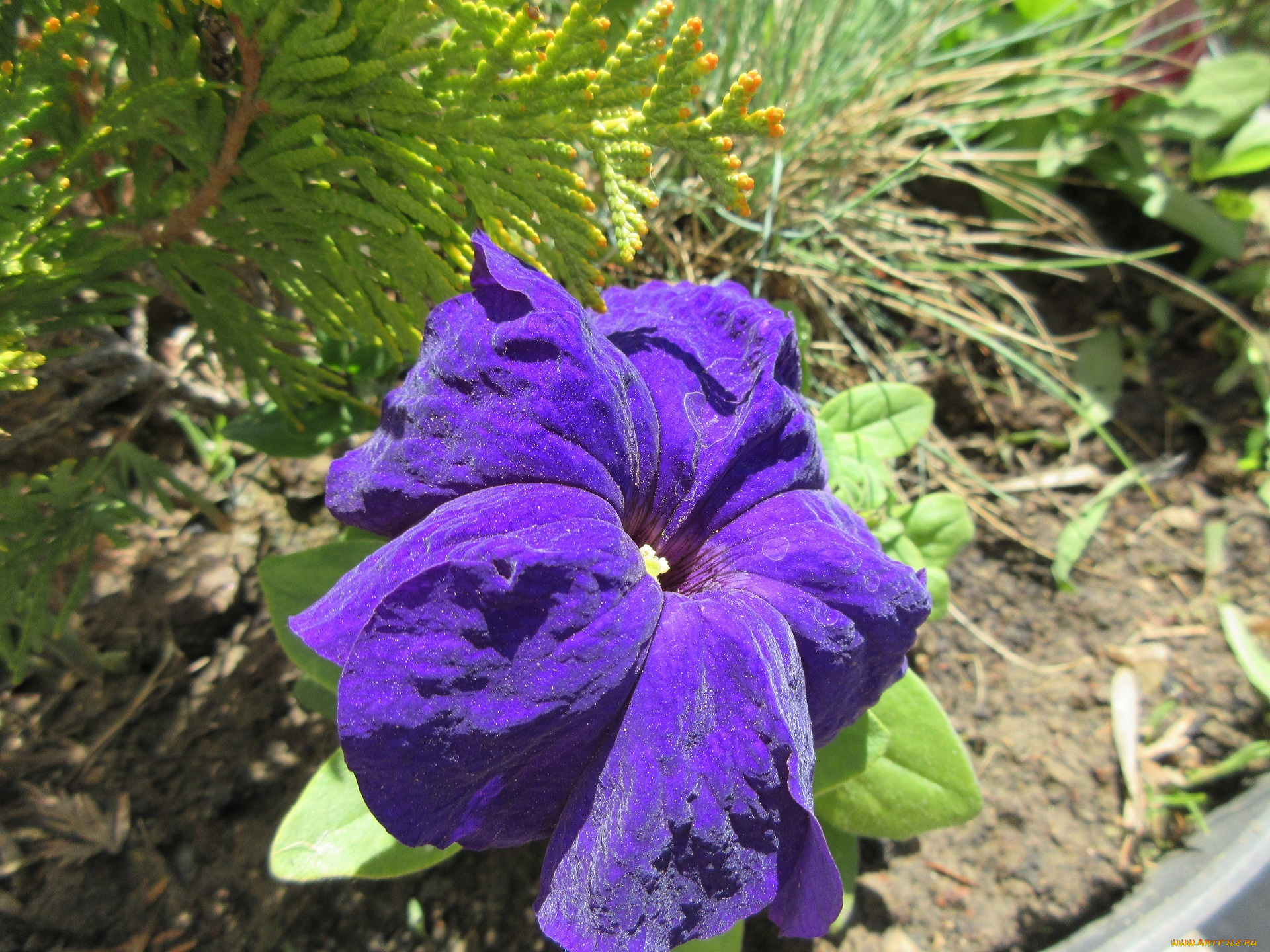 цветы, петунии, , калибрахоа, весна, 2018, апрель