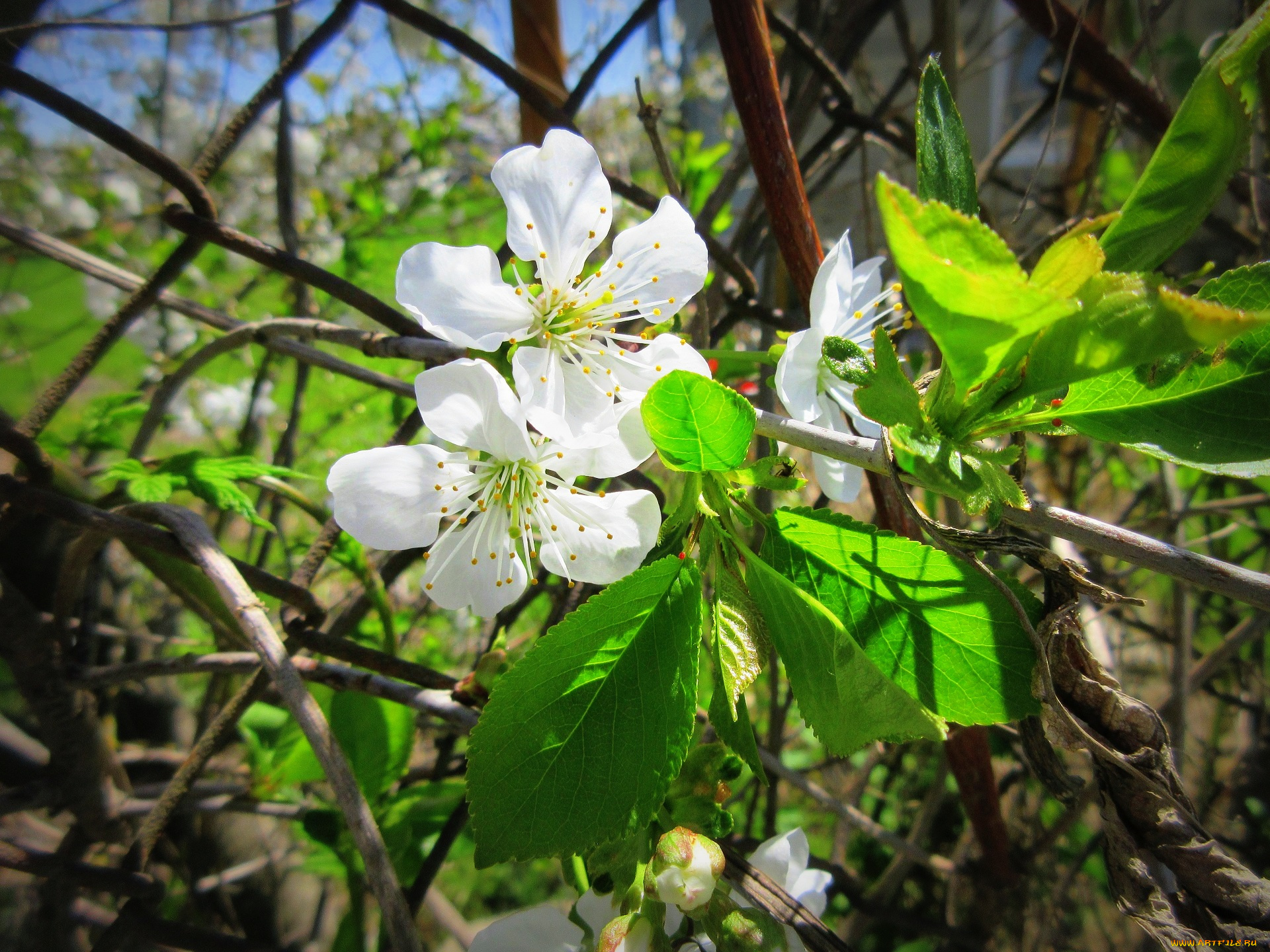 цветы, тюльпаны, весна, 2018, апрель