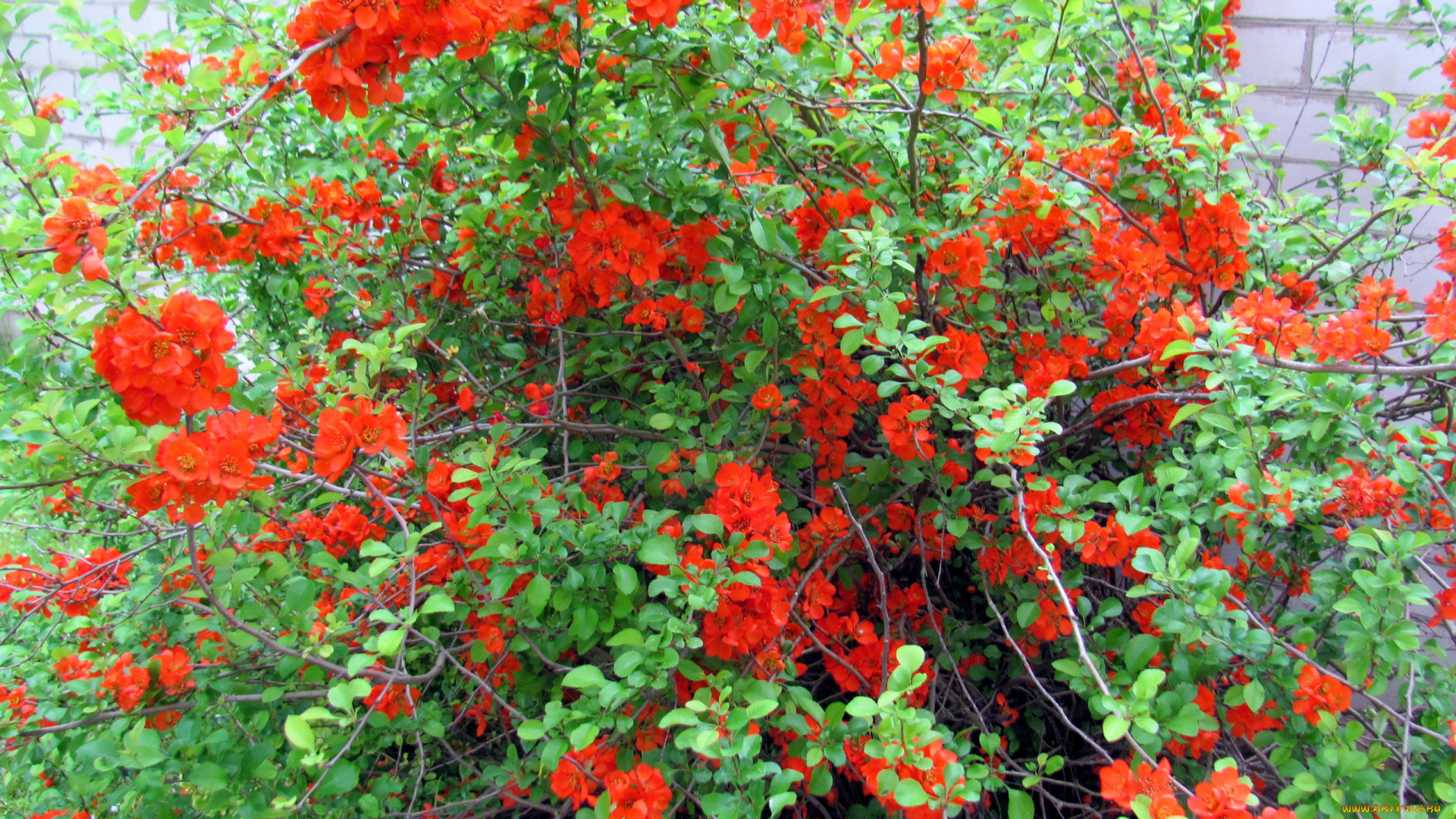 цветы, айва, куст, алые