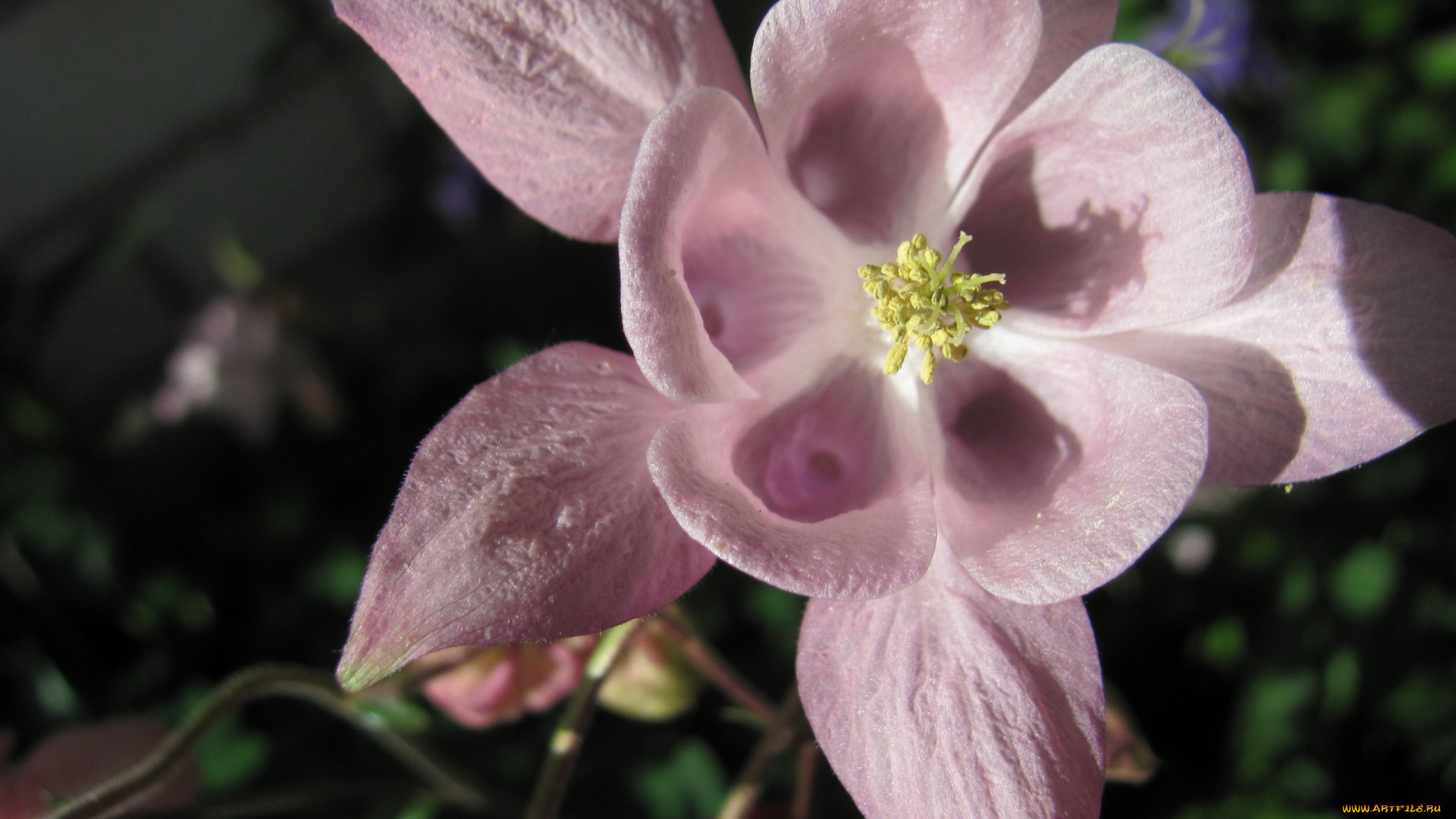 цветы, аквилегия, , водосбор, розовая, аквилегия, макро