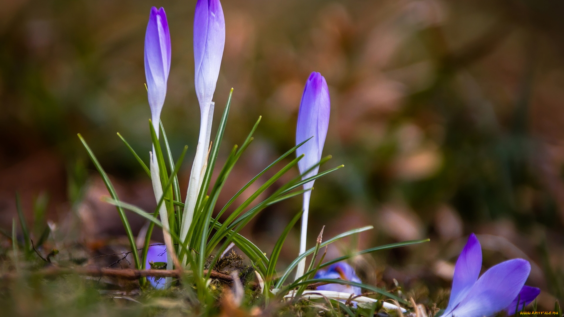 цветы, крокусы, лиловые, первоцветы