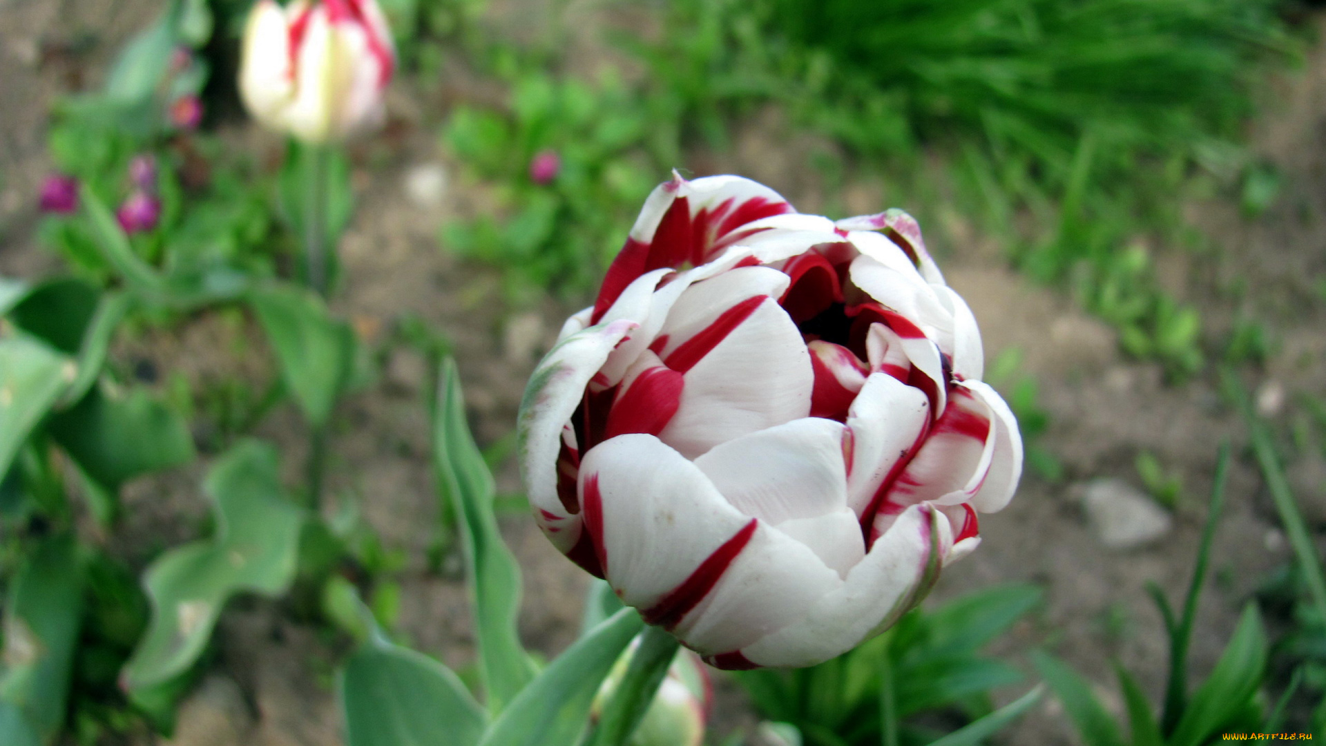 цветы, тюльпаны, пестрый, тюльпан, бутон