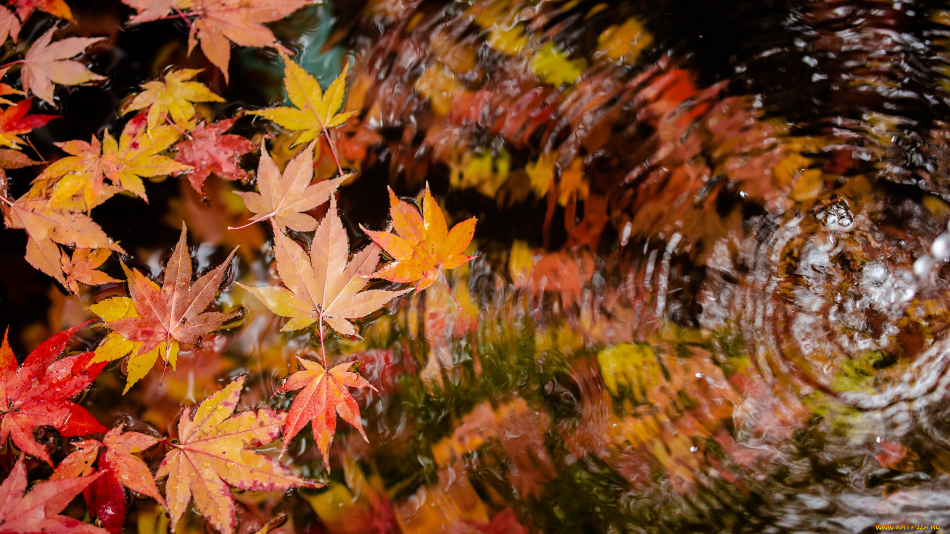 природа, листья, лужа