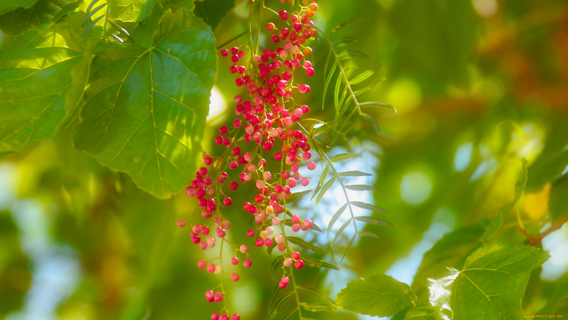 природа, ягоды