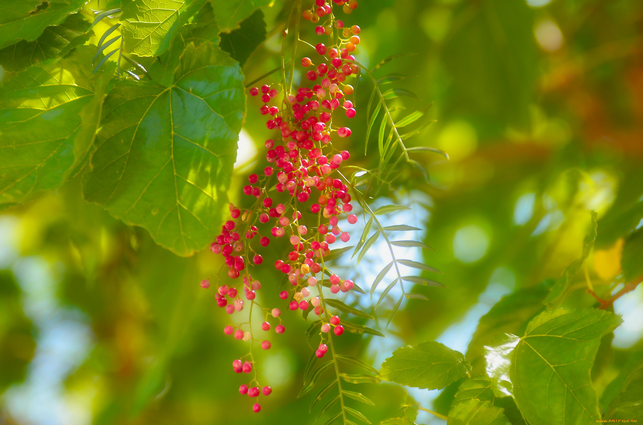 природа, ягоды