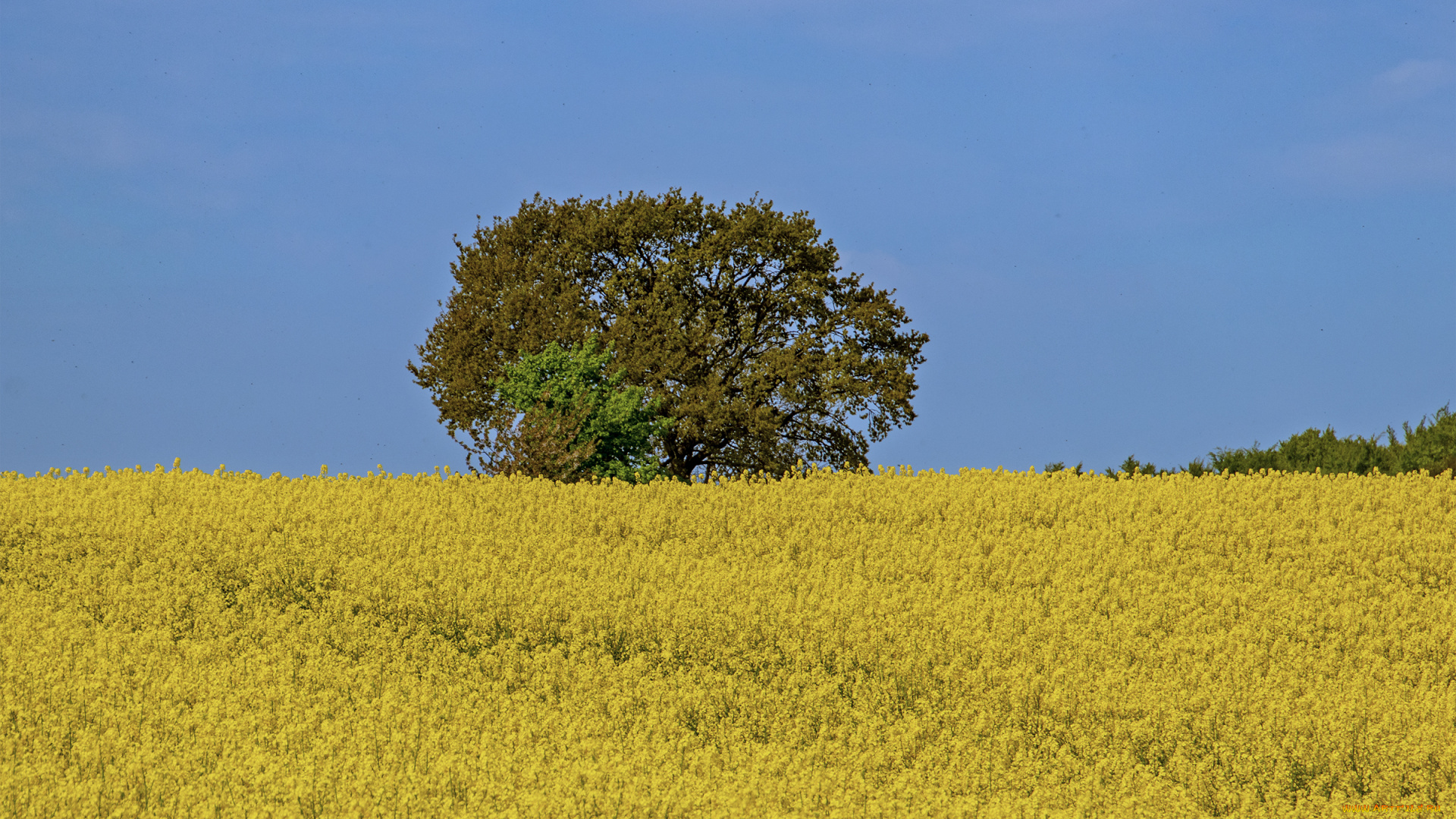 природа, поля, дерево