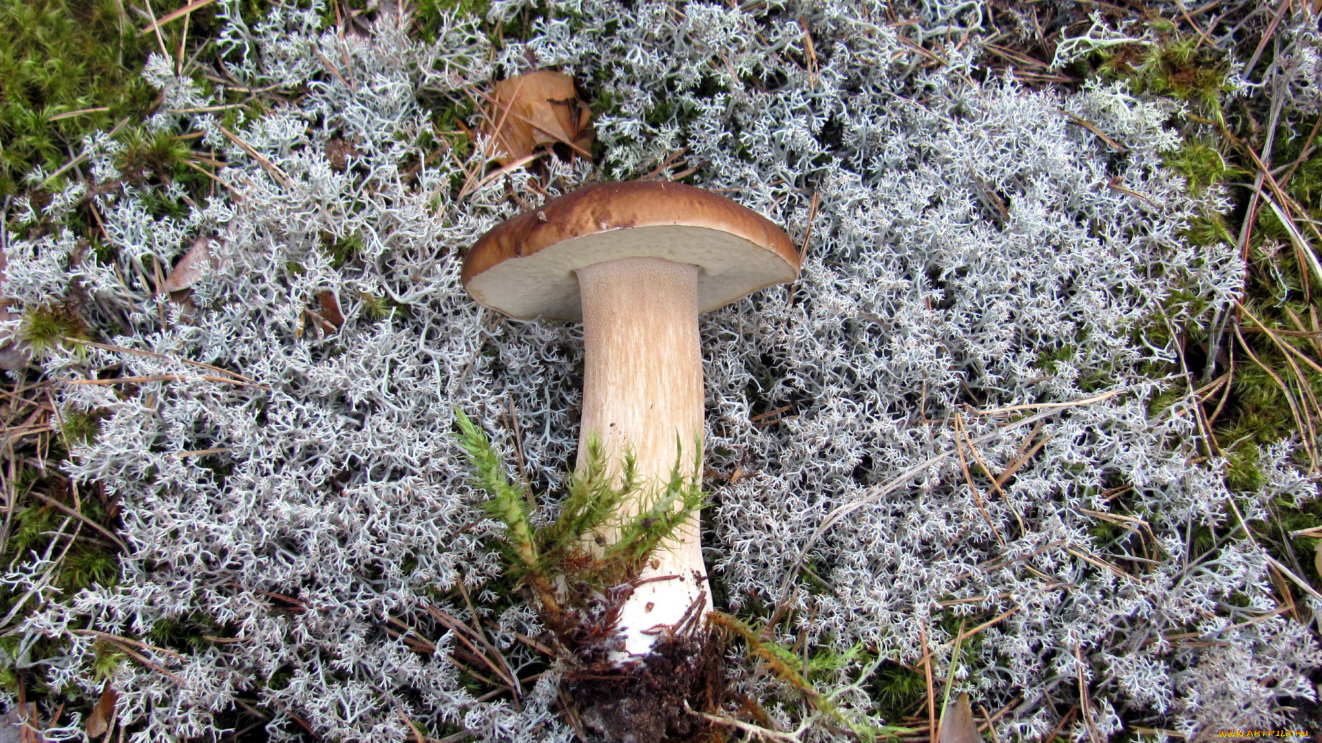 еда, грибы, , грибные, блюда, мех, боровик