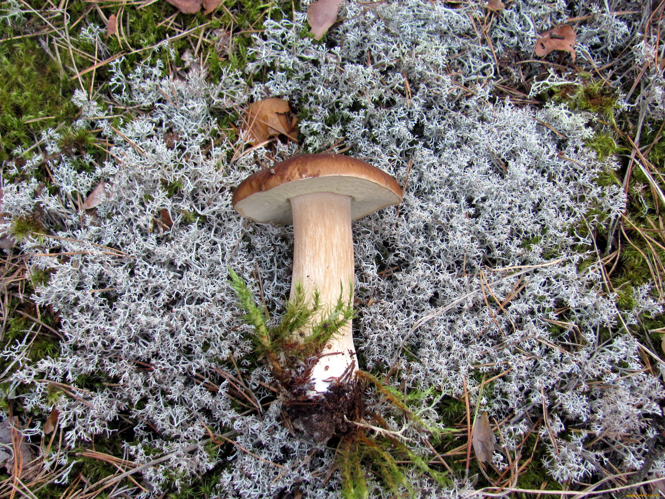 еда, грибы, , грибные, блюда, мех, боровик