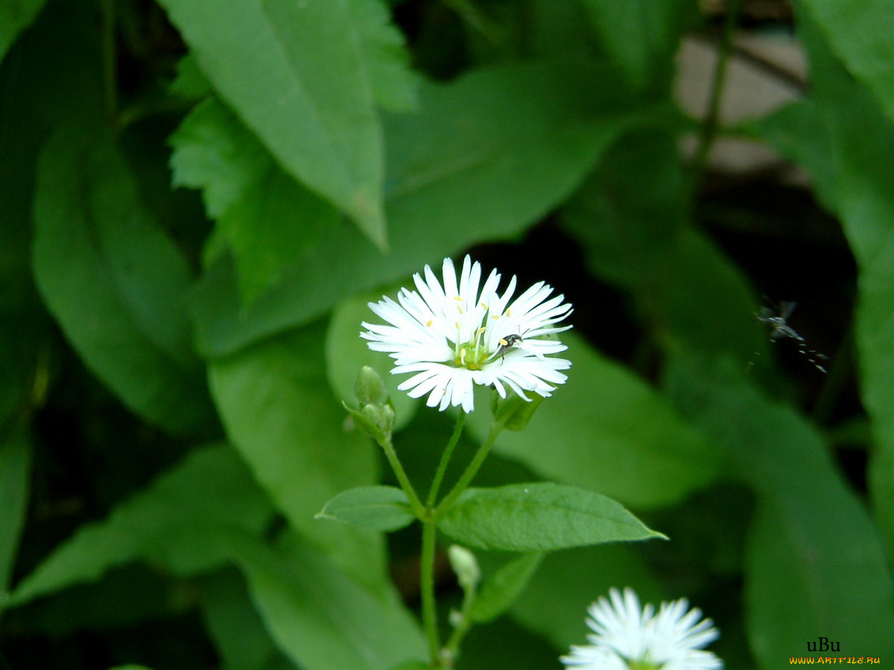 цветы, луговые, полевые