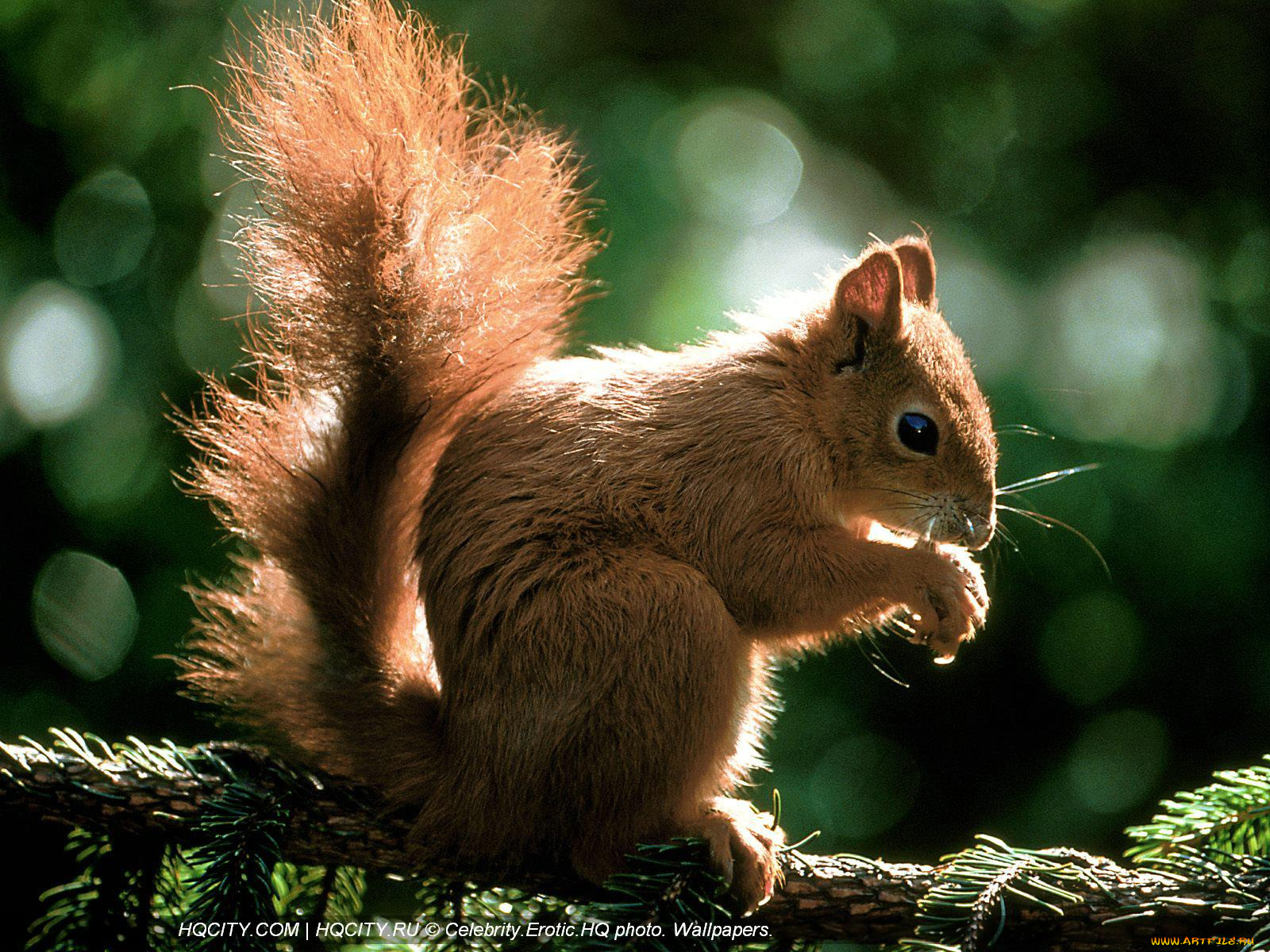 животные, белки