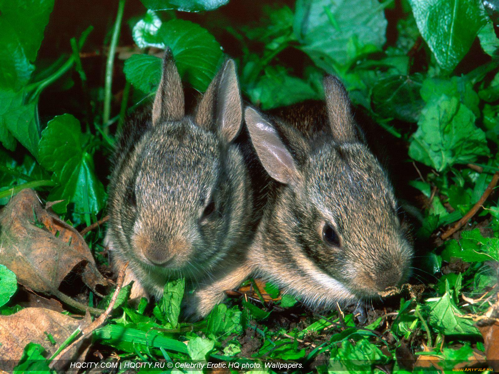 животные, кролики, зайцы