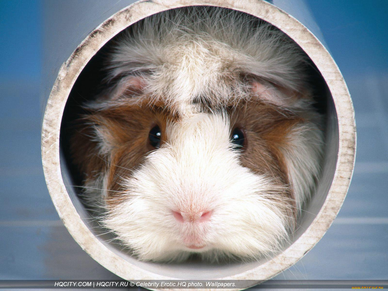 животные, морские, свинки, хомяки