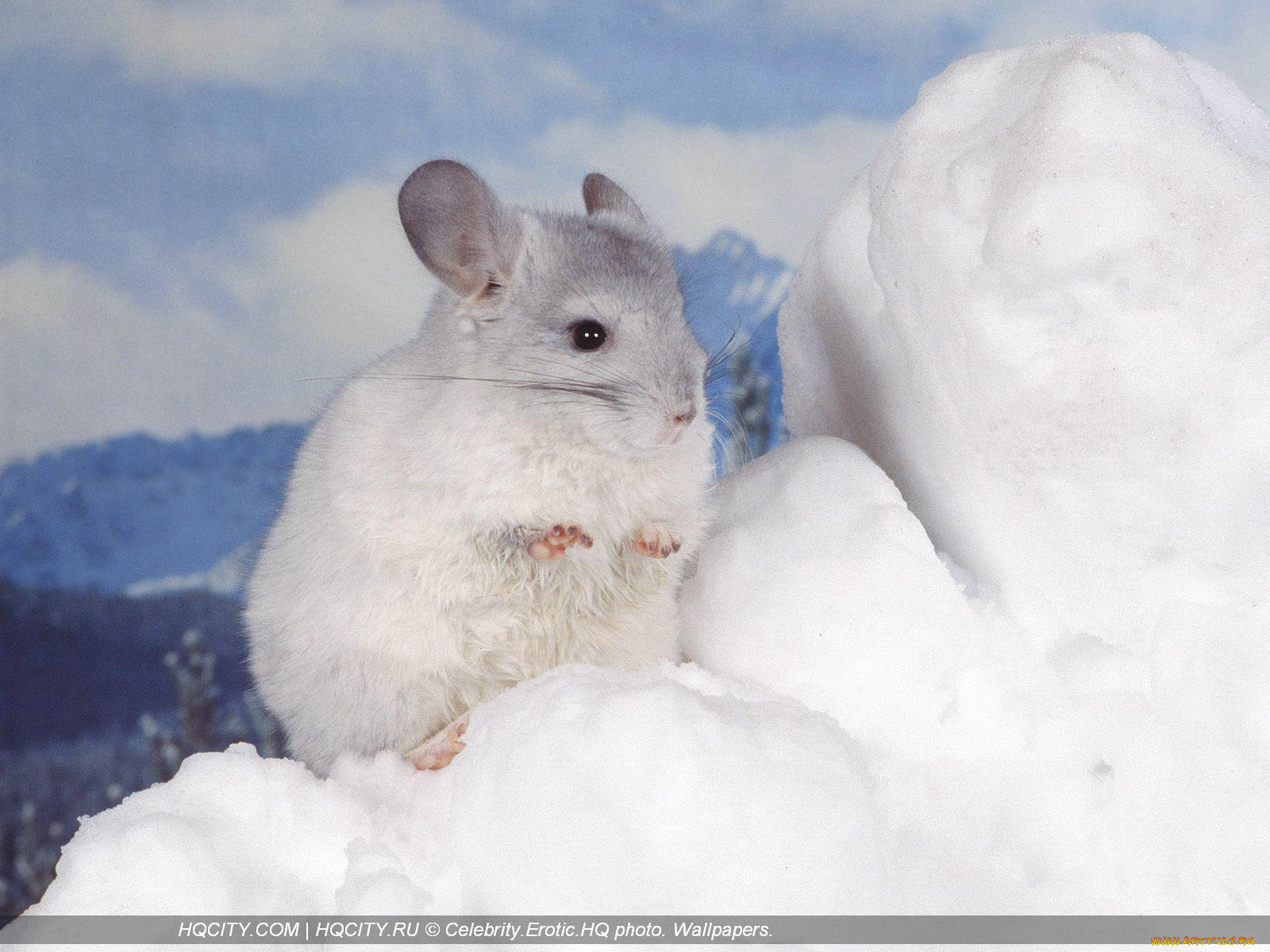 животные, шиншиллы