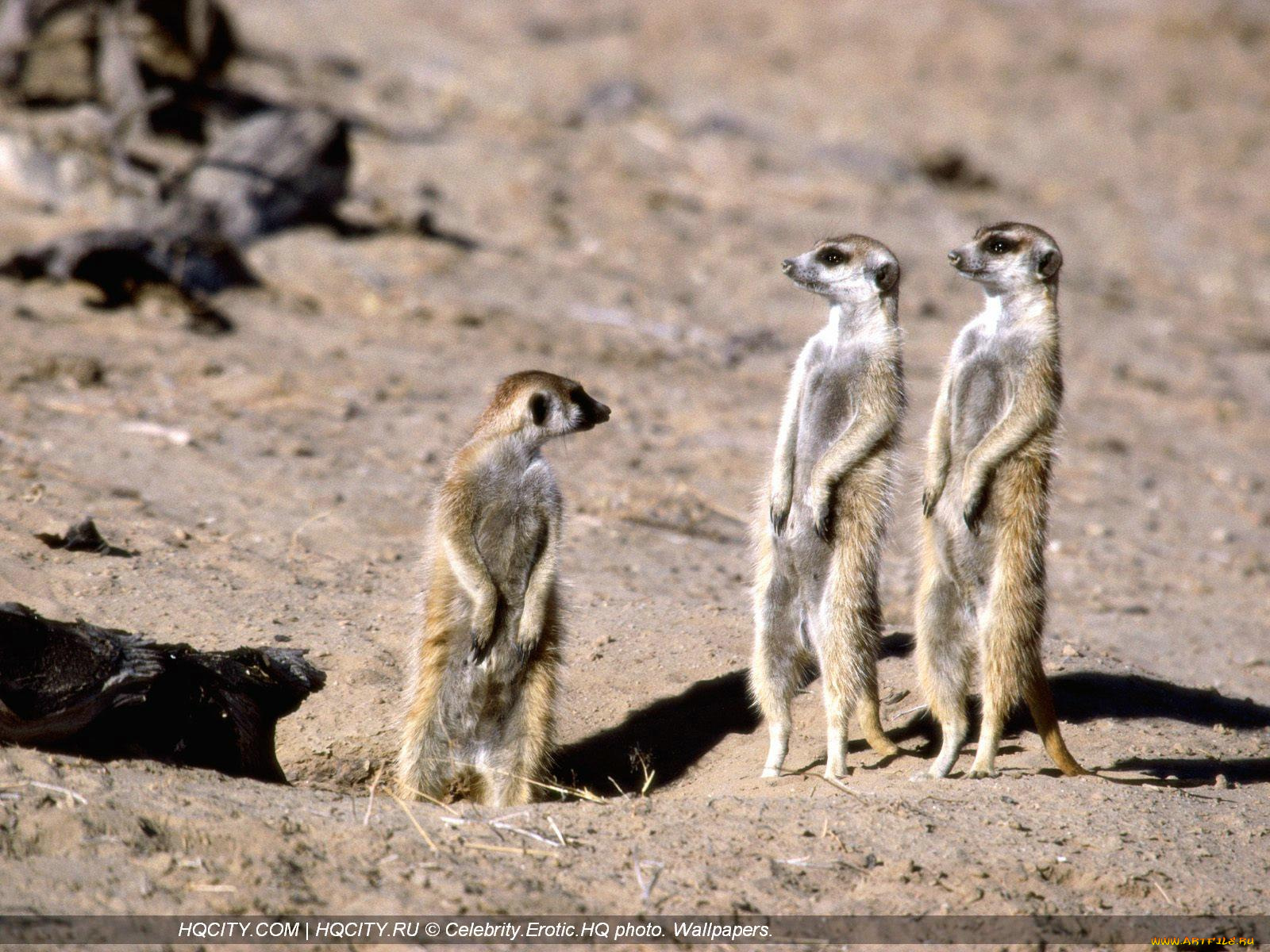 животные, сурикаты