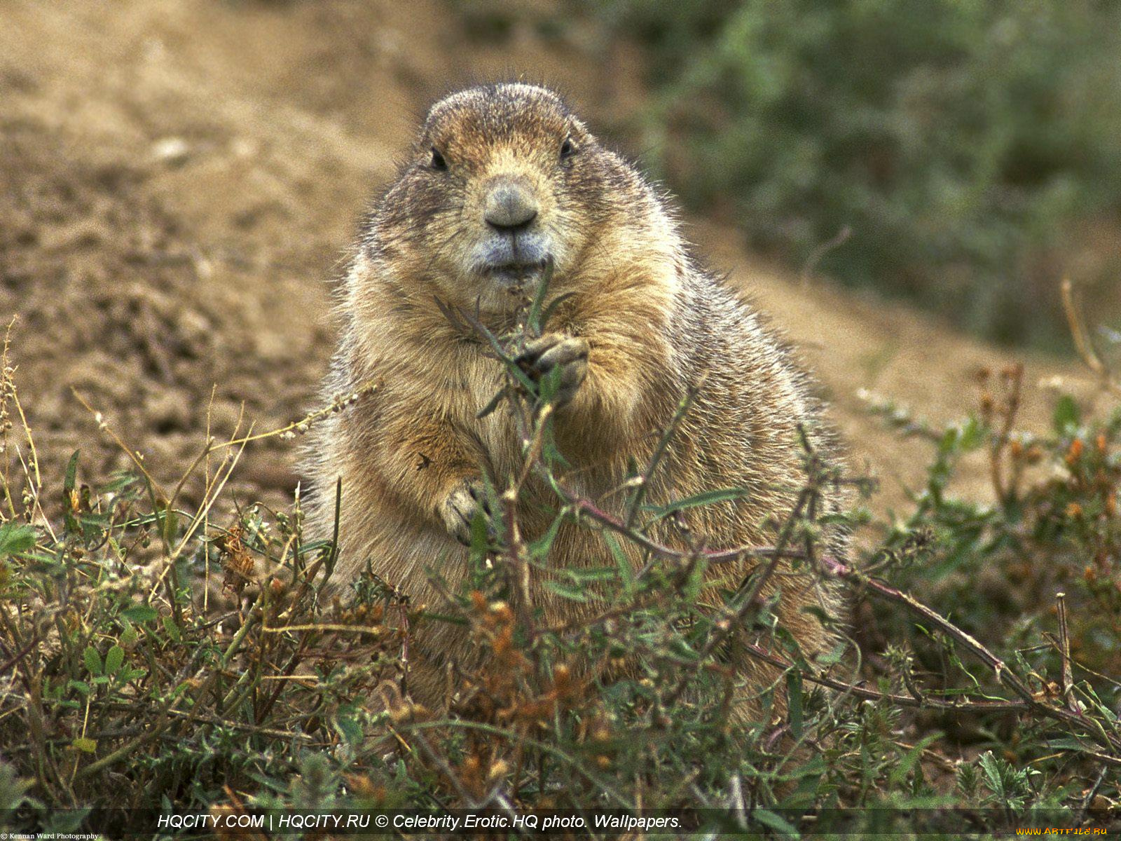 животные, суслики, сурки
