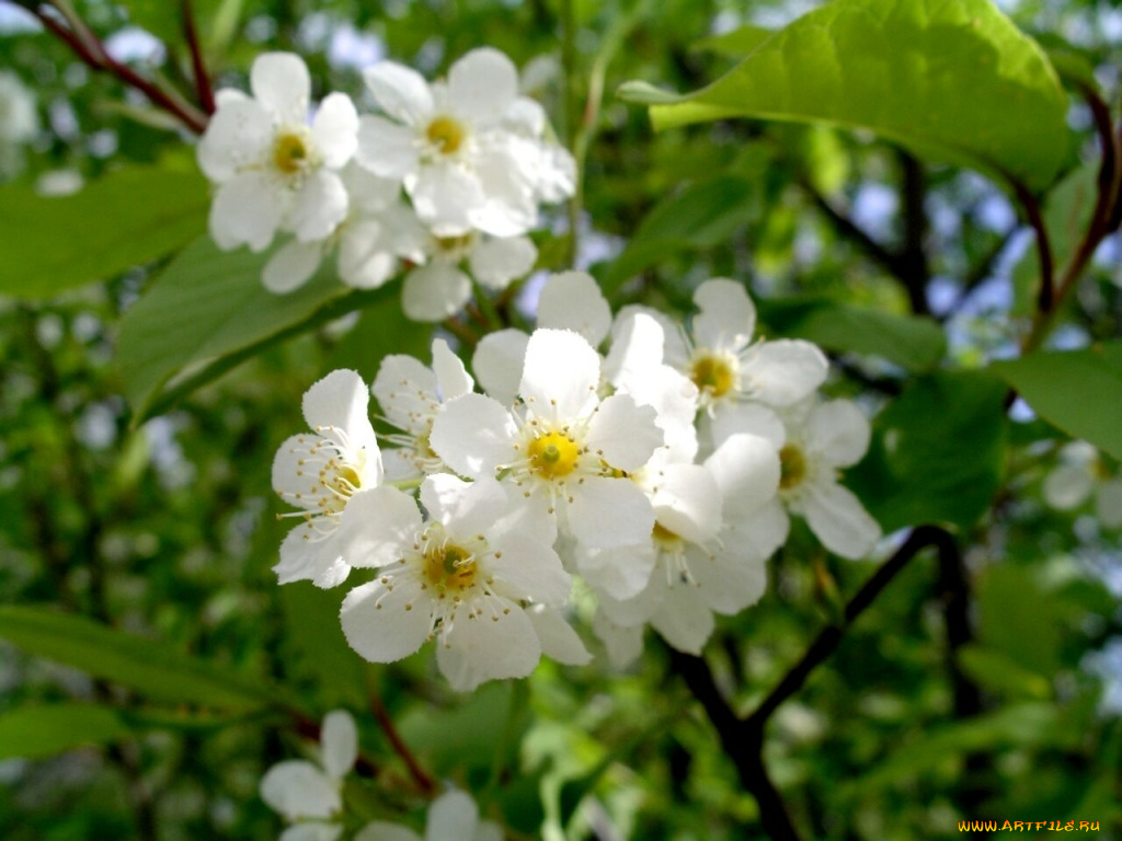 цветы, цветущие, деревья, кустарники