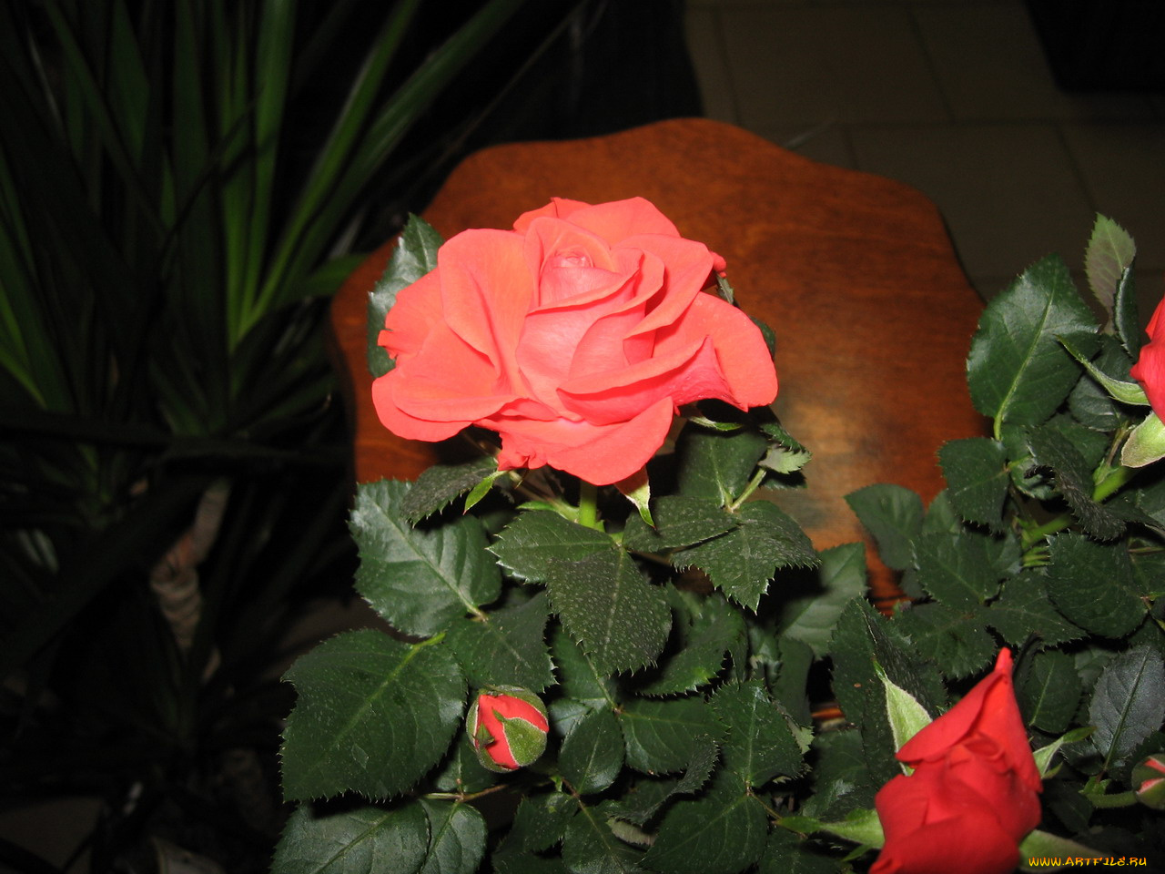 цветы, розы