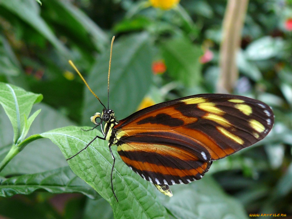 животные, бабочки