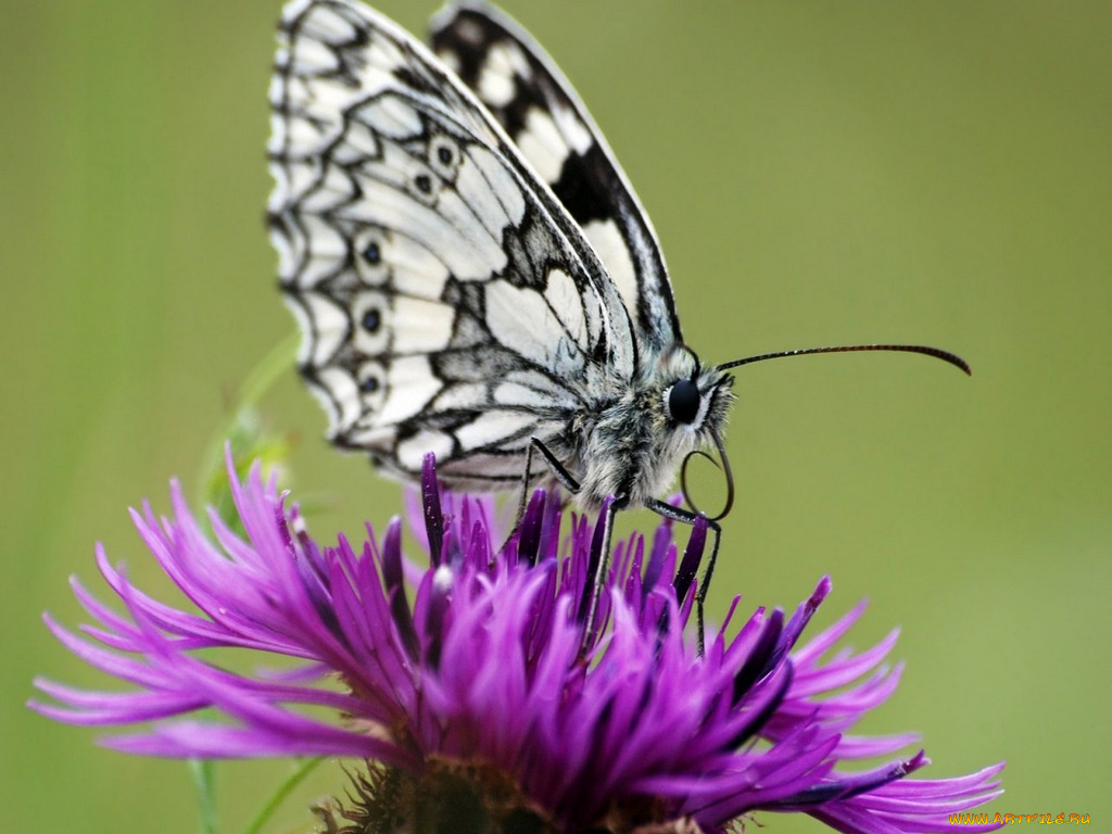 животные, бабочки