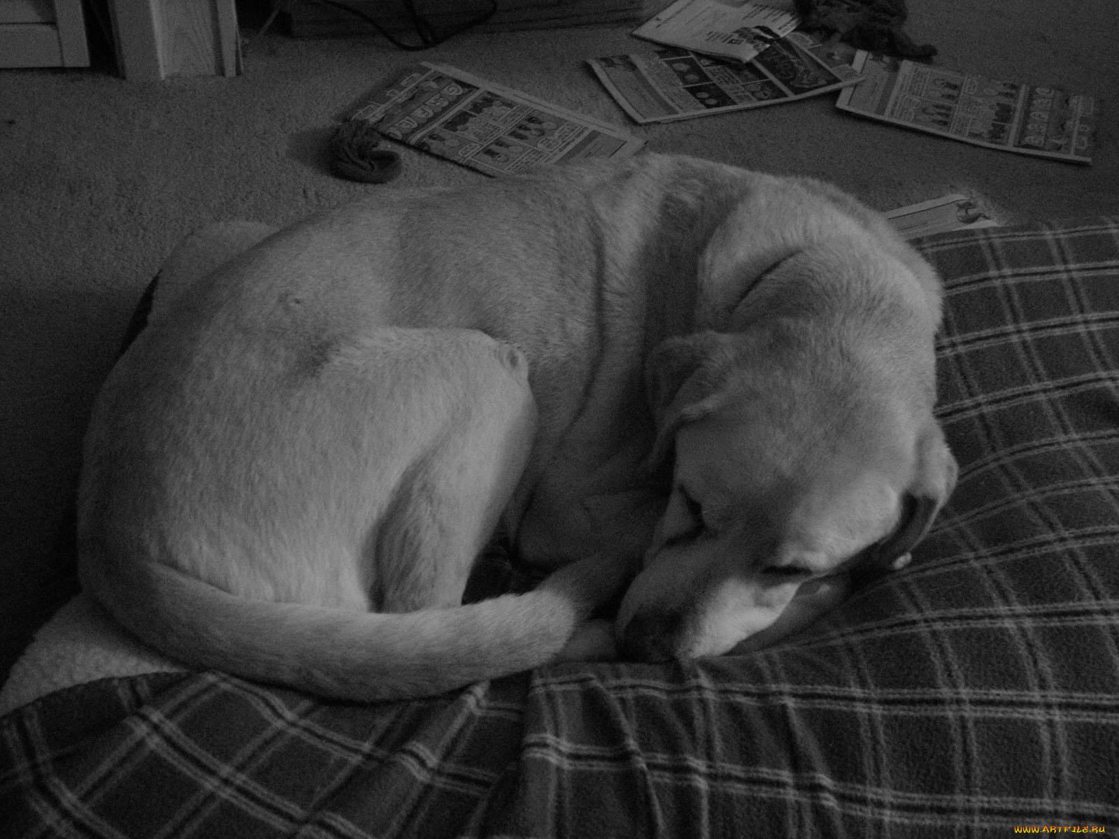 speicher, by, bravo, requiem, животные, собаки