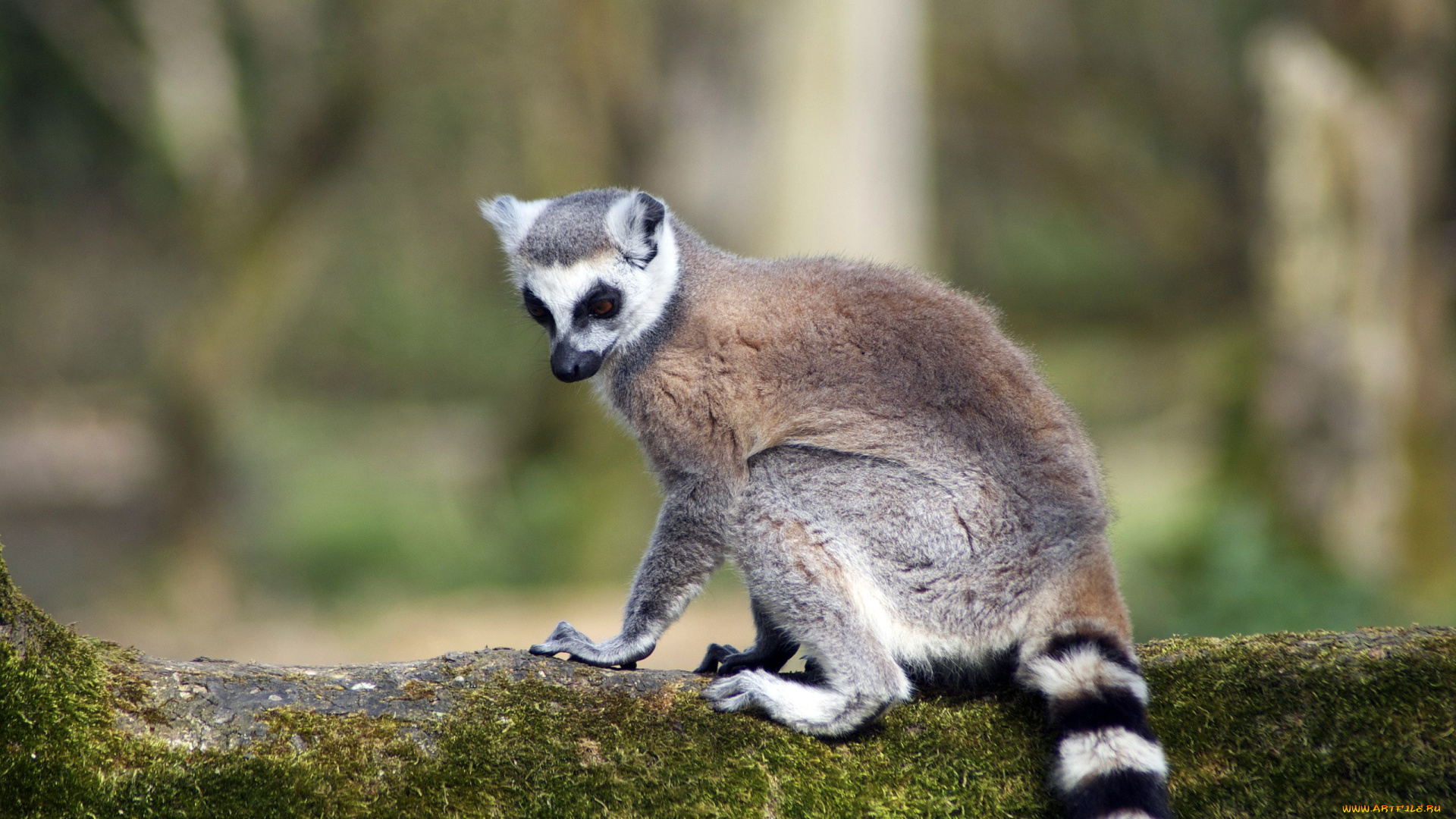 животные, лемуры